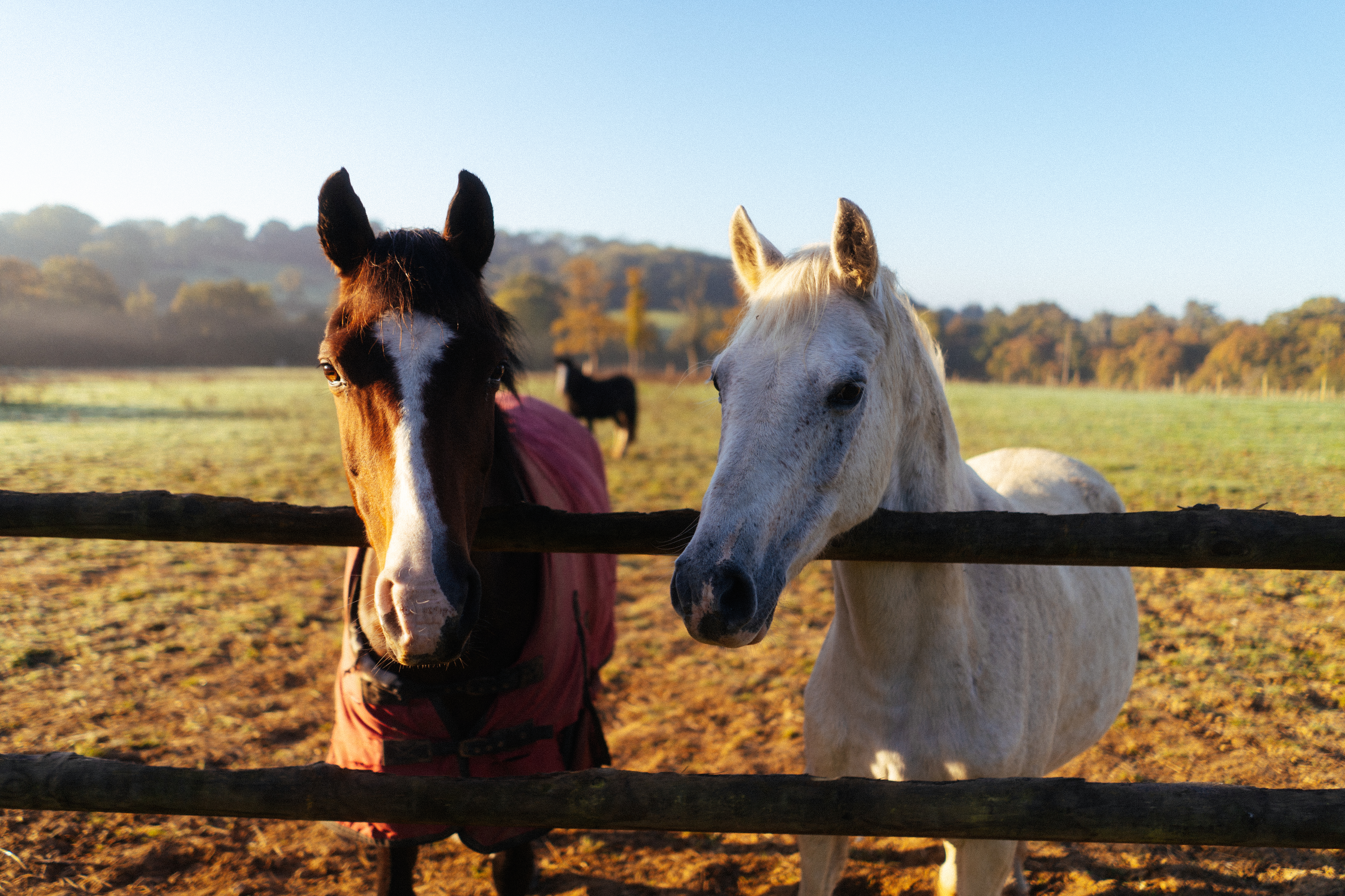 Two horses lean over a wooden fence in warm golden-hour light, with soft autumn tones fading into the background.