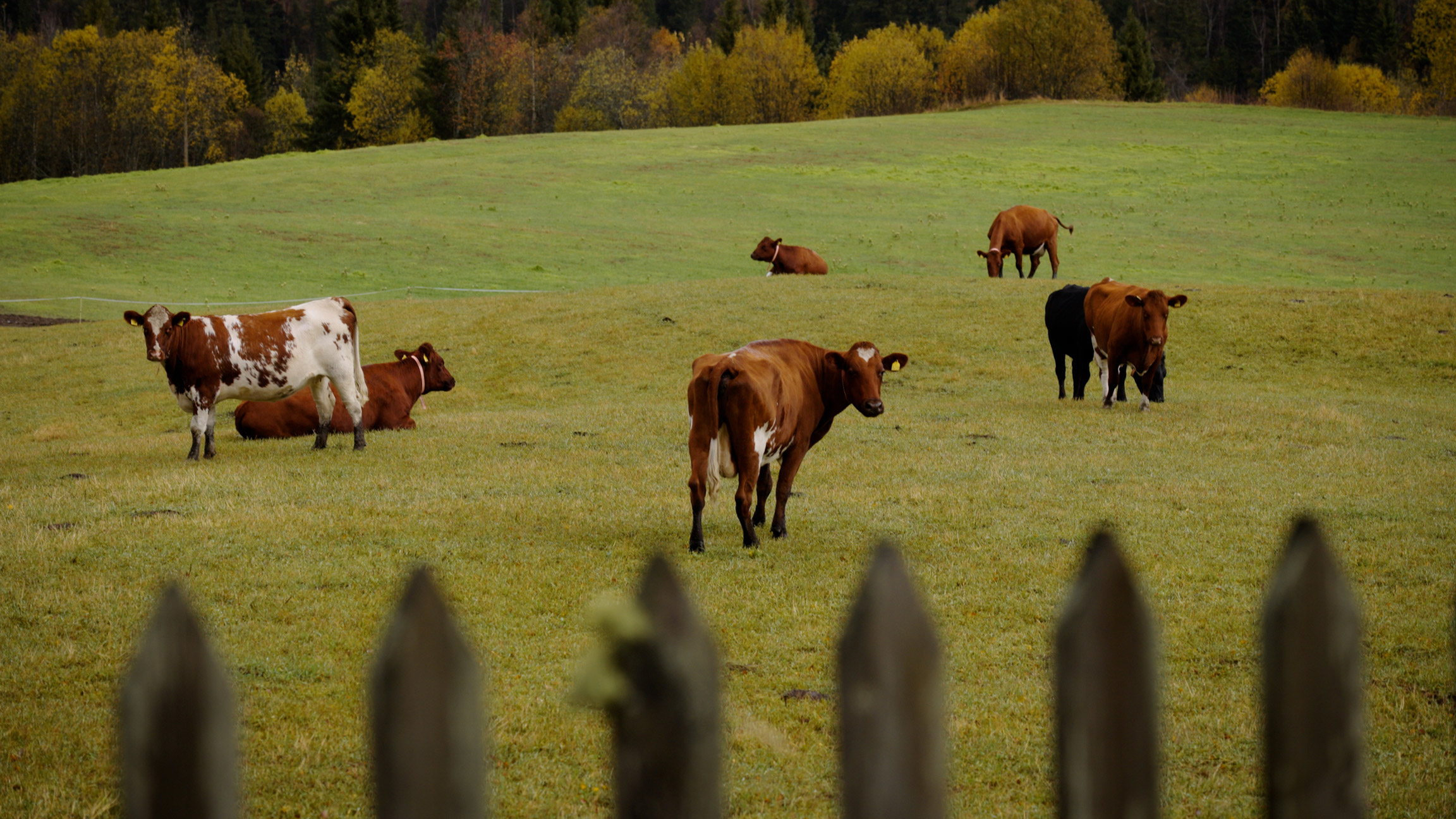 Cows in field in Norway, image by Jakub Golis on a used Sony FX3 from MPB.
