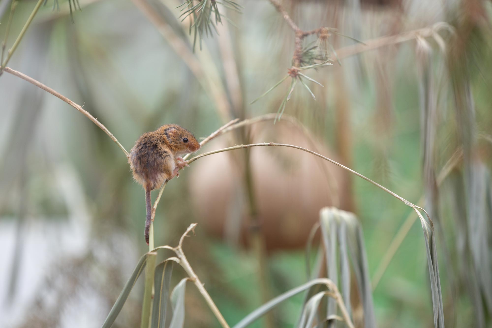 A mouse sits atop a crop in a field, in soft daylight, with the background out of focus.