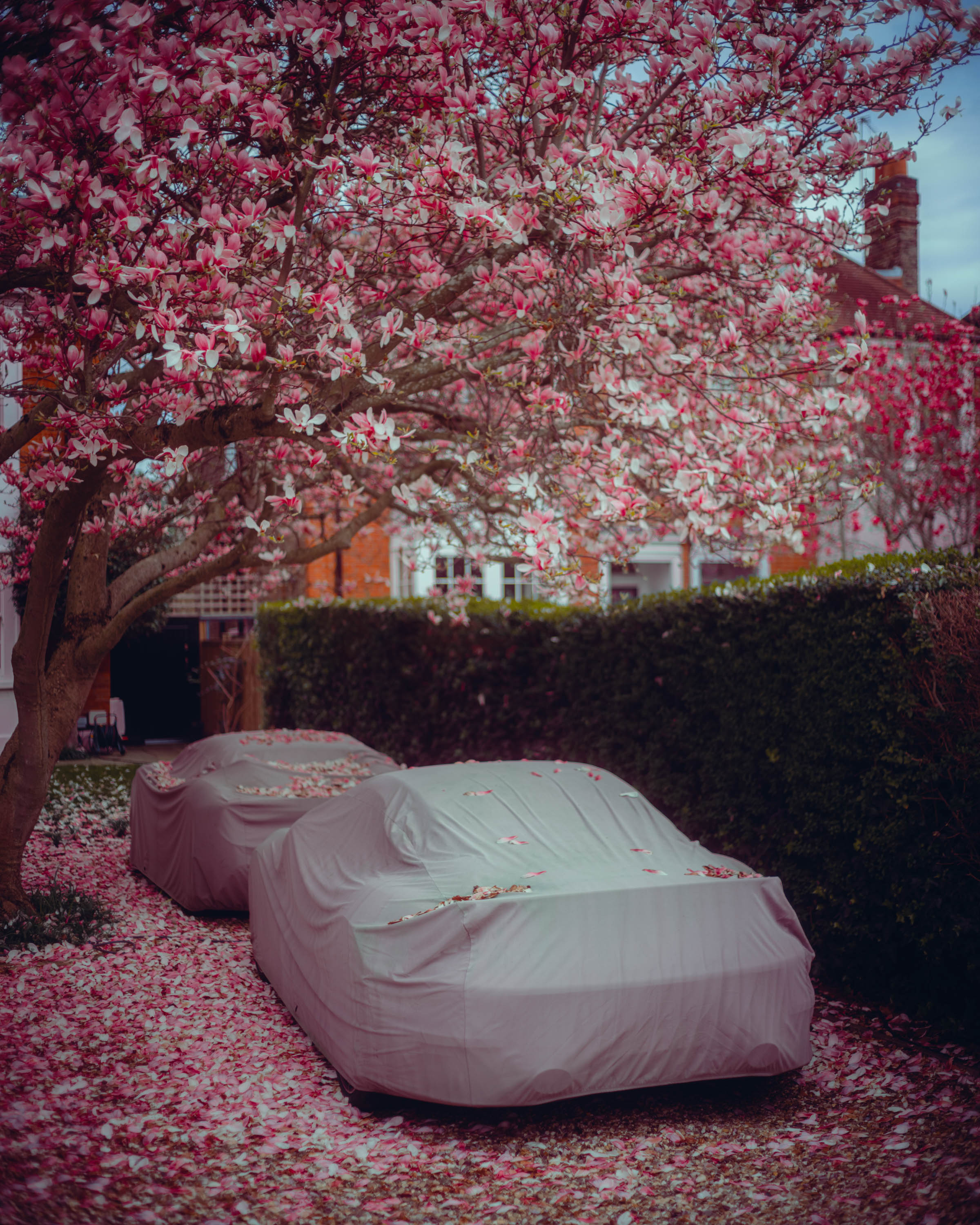 
Two cars with grey covers on surrounded by stunning pink petals from an overhead cherry blossom tree. Taken on the Fujifilm GFX 50R by Ian Howorth. 

