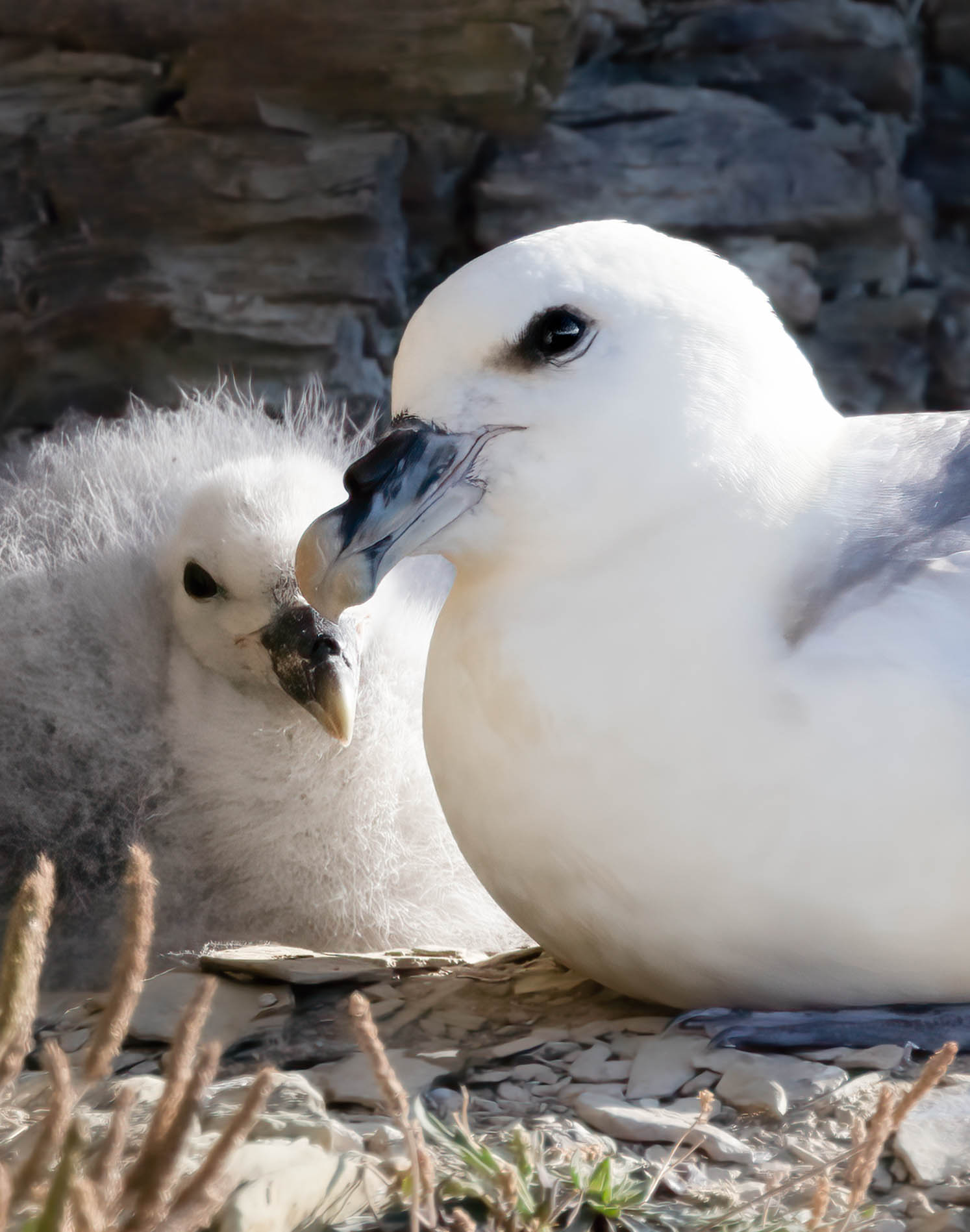 Baby fulmar birds and a mother fulmar in a nest. Photo by Hannah Stitfall with a Canon EOS R5.