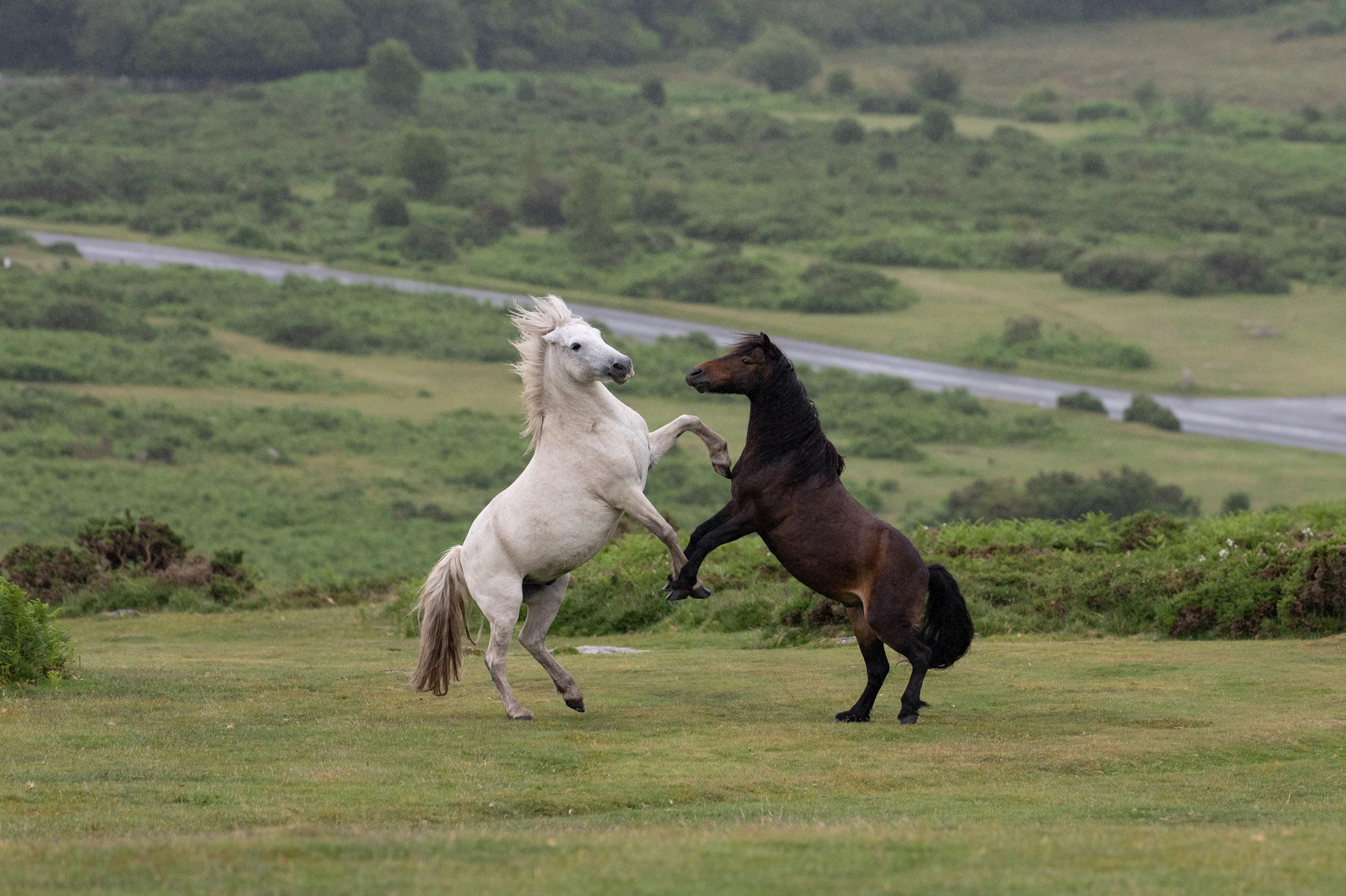Two horses rear up on Dartmoor National Park, with bushes and a straight road in the background. 