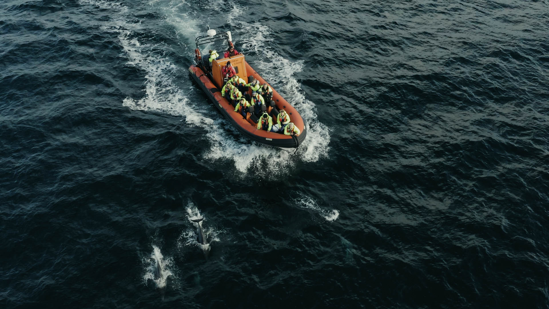 A drone photo of people in bright yellow fluorescent jackets in an orange boat following a group of porpoises, a still image taken from the short film Truluck by Matt Cannon and Jake Smallwood

