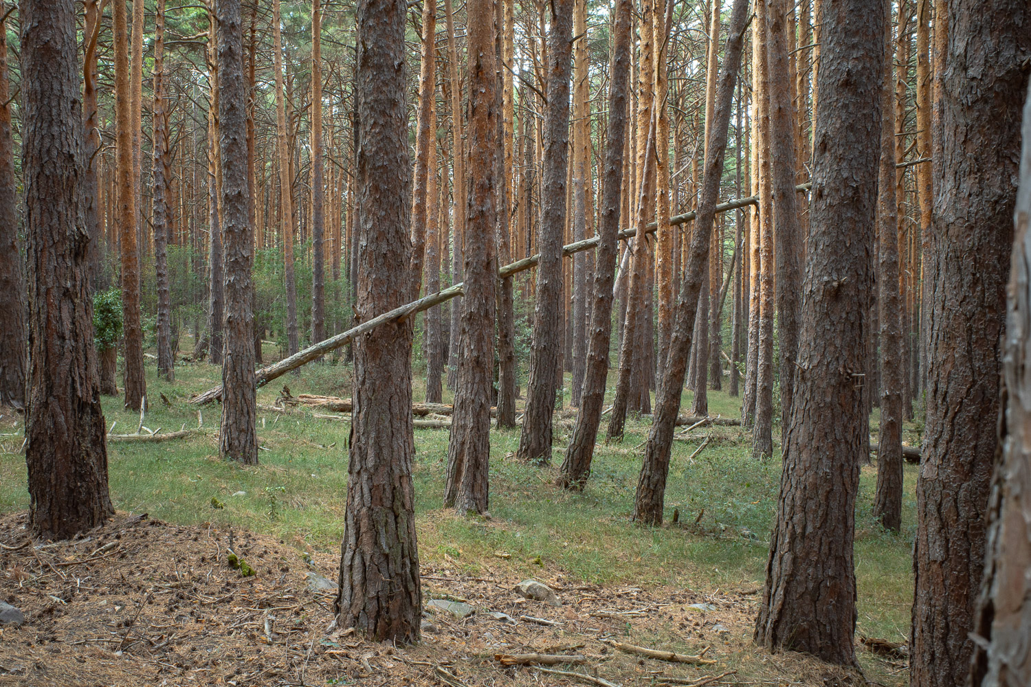 Ein dichter Kiefernwald mit einem umgestürzten Baum