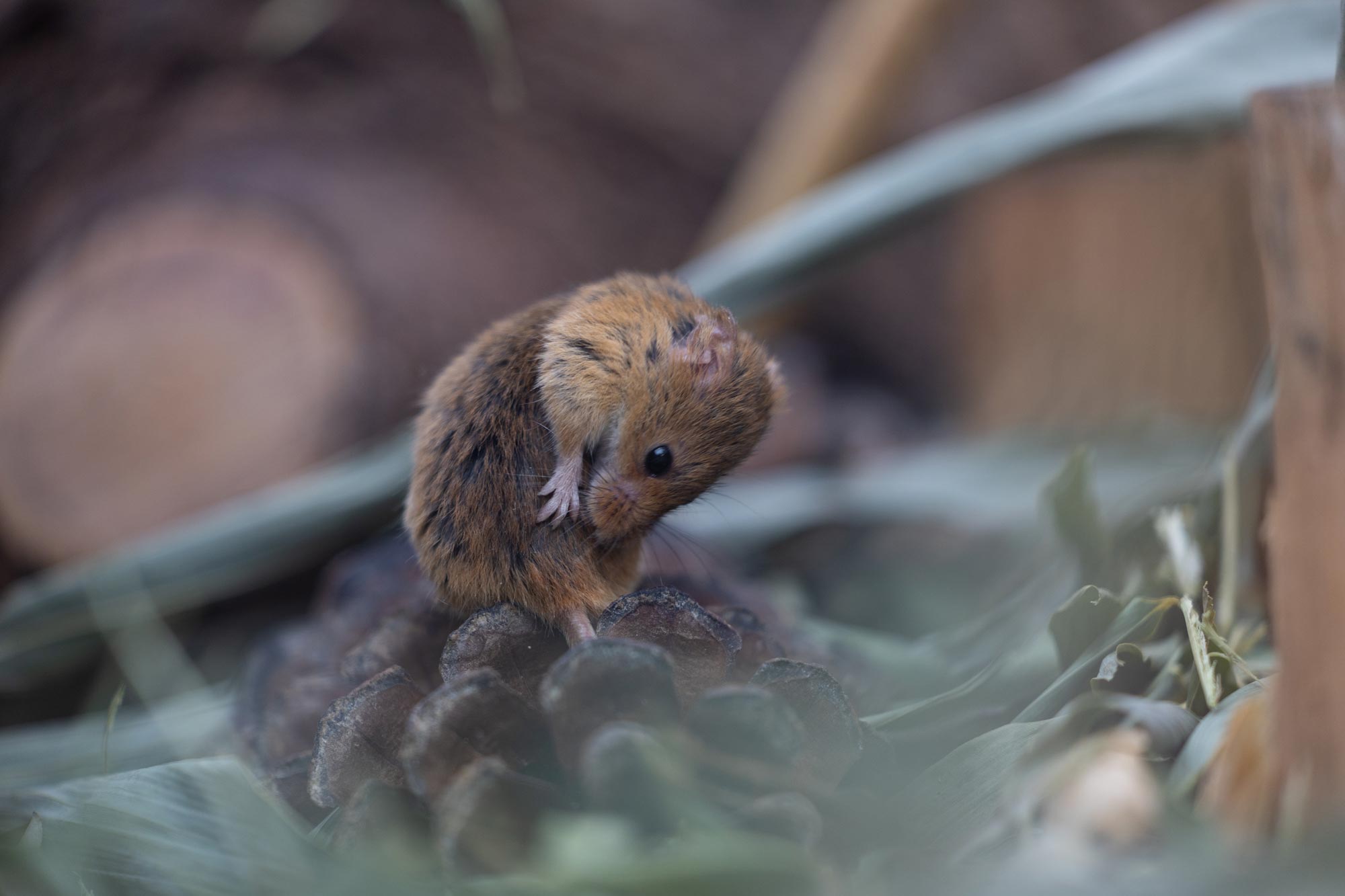 A mouse cleans itself, sitting on top of a pinecone. The foreground has a creamy effect, giving the image a slightly hazy appearance.