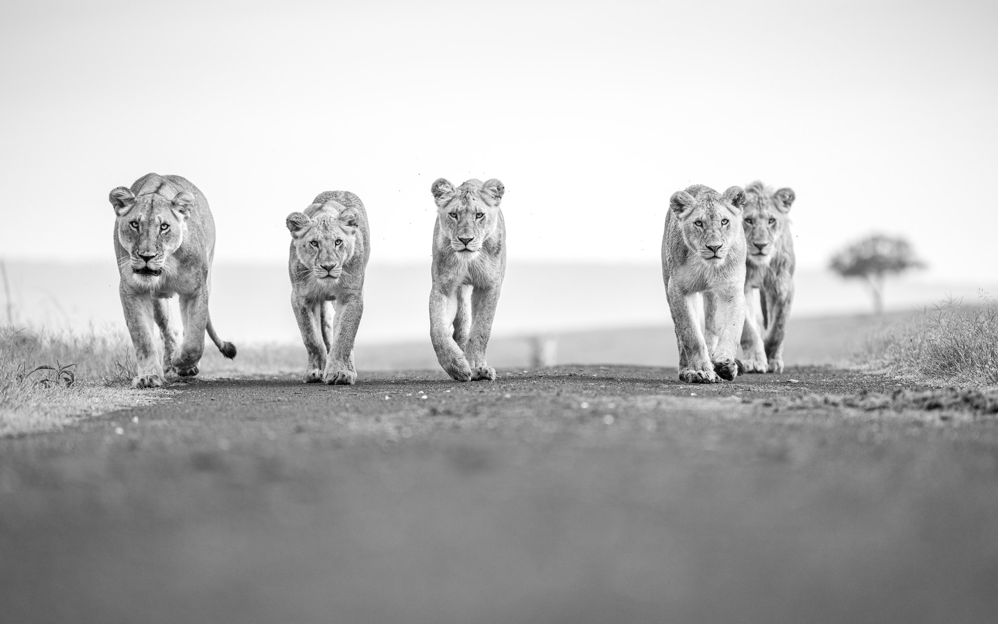 A black-and-white image of five lions walking on a desert track, shot with a Nikon Z9 by Richard Peters