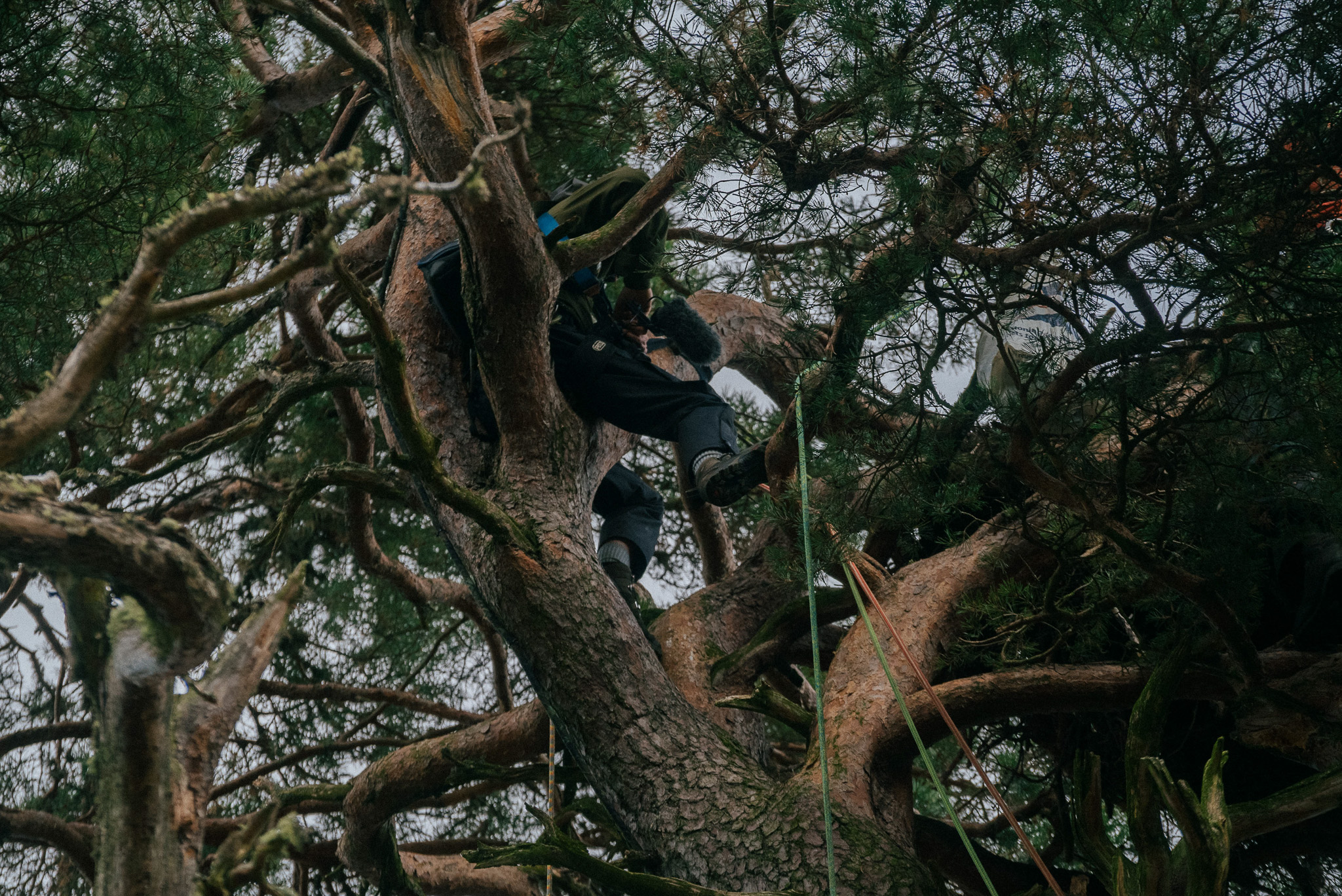 A person climbing up a tree to get to an Eagle