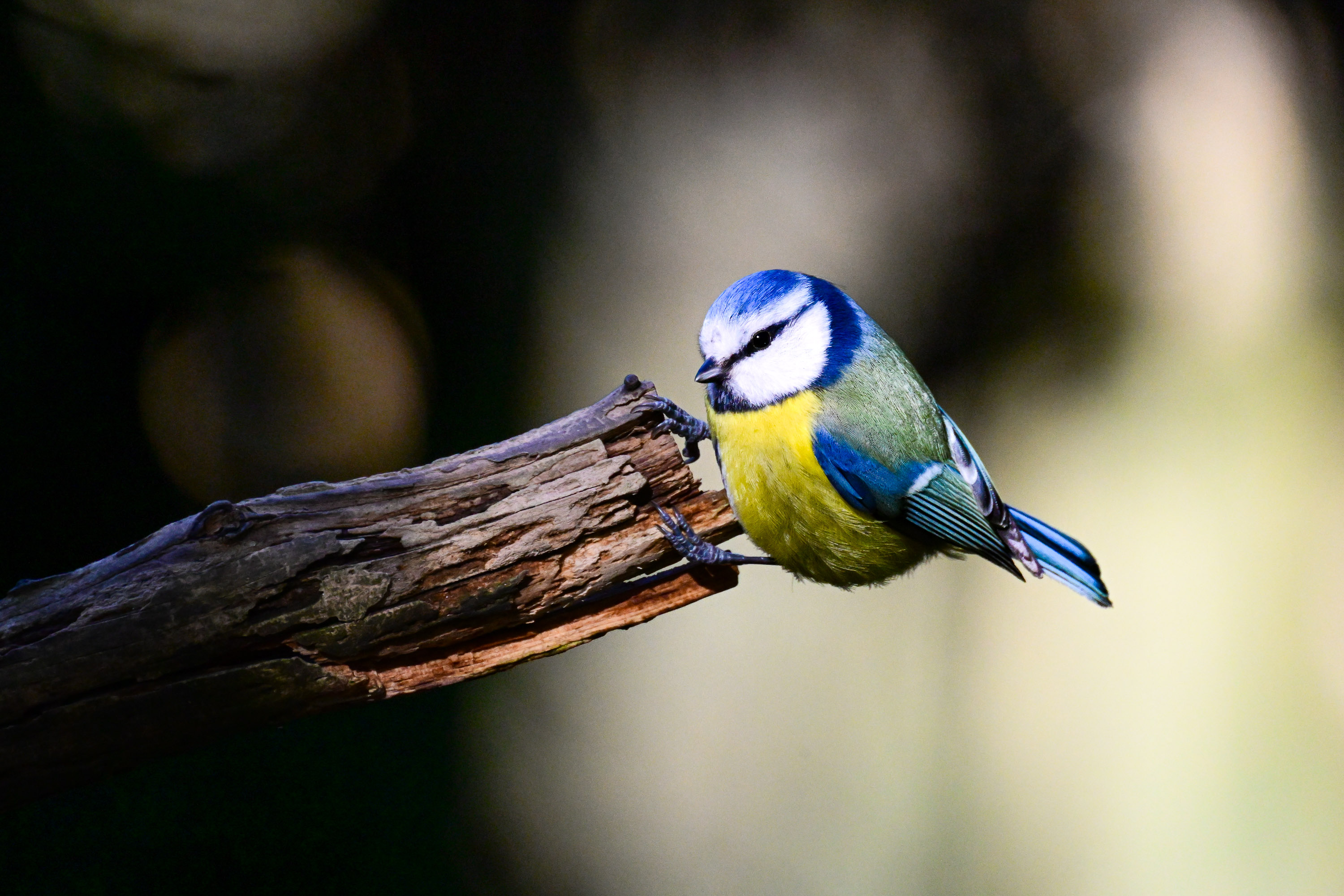 A Blue Tit perched on a small piece of wood.