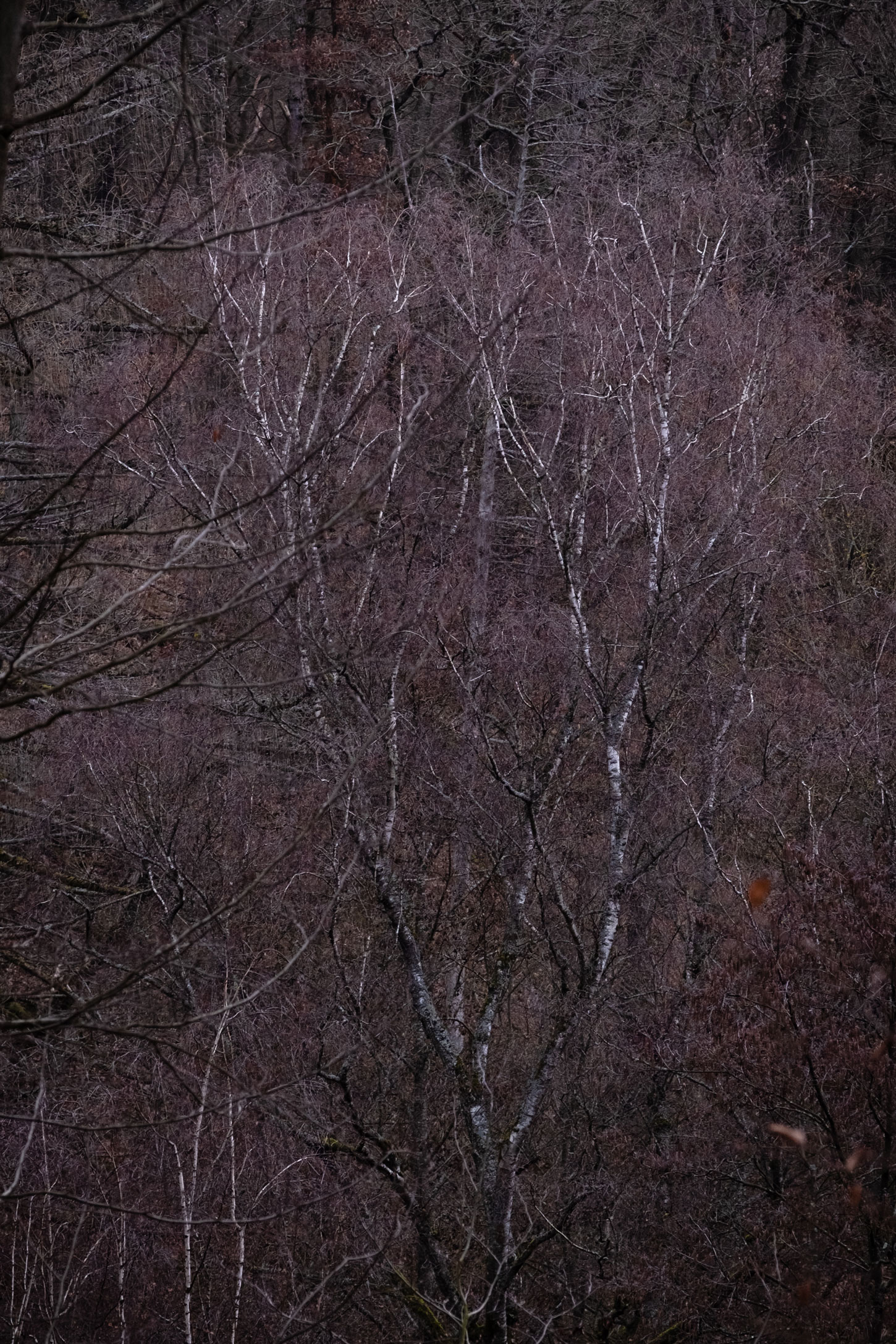 Forest shot of trees in the dark with leaves in soft purple, shot by Vivienne Arnold with a Fujifilm X-H2S
