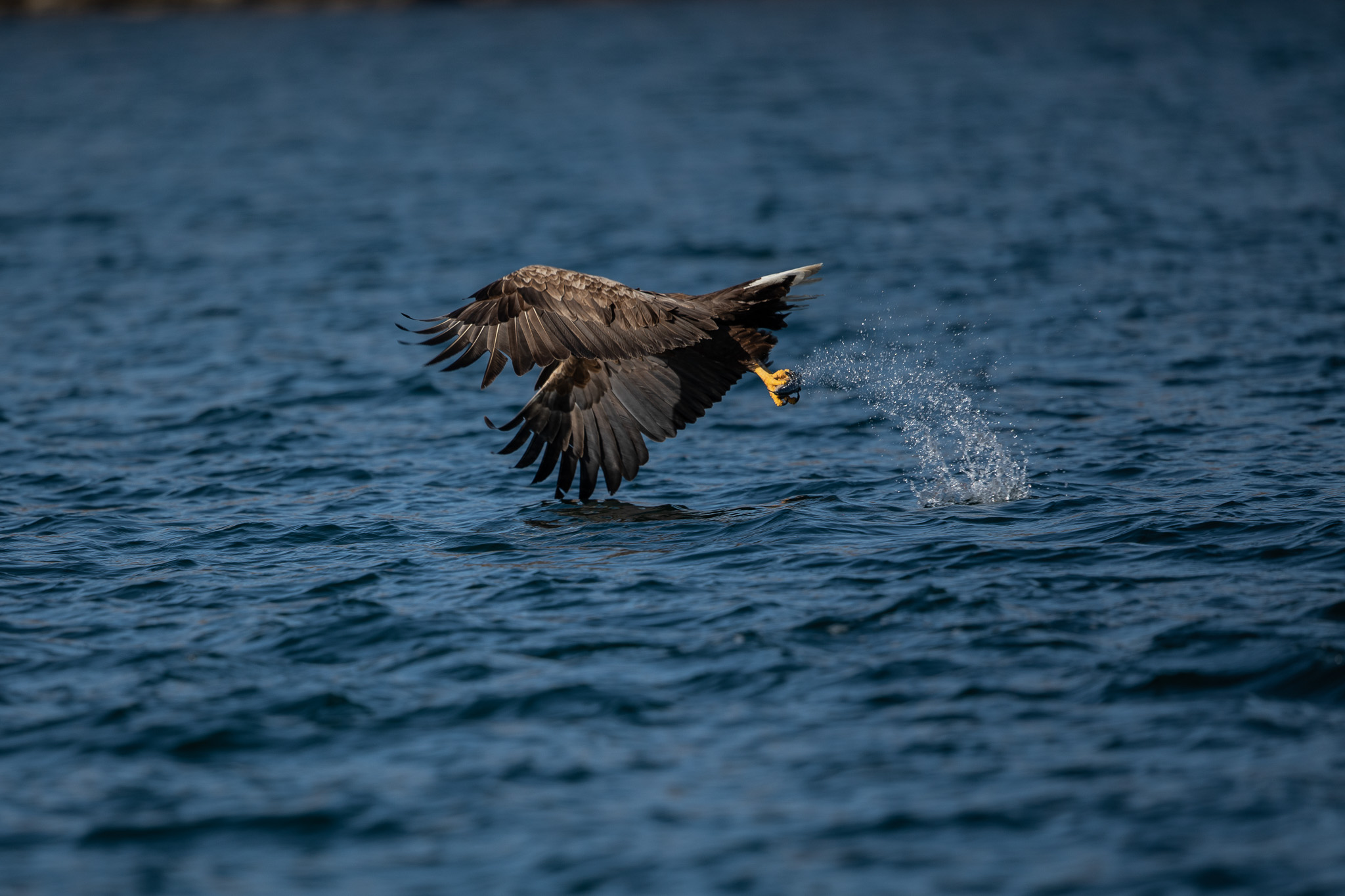 An Eagle mid swoop on the surface of a body of water