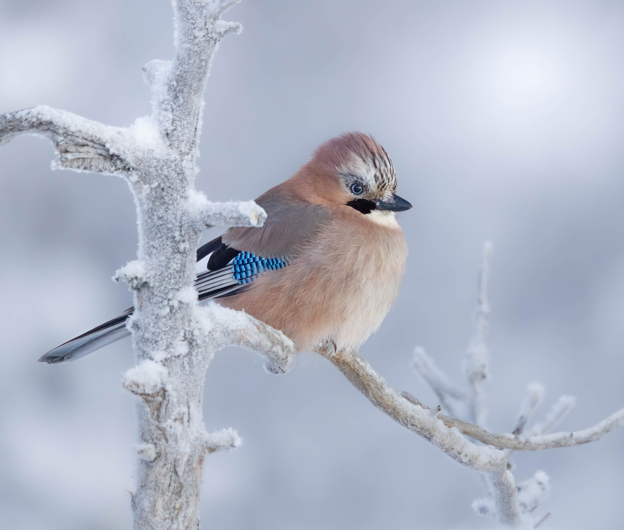Een bruine, blauwe en zwarte gaai op een ijzige tak in het noorden van Zweden, gefotografeerd door Hannah Stitfall met een Canon EOS R5