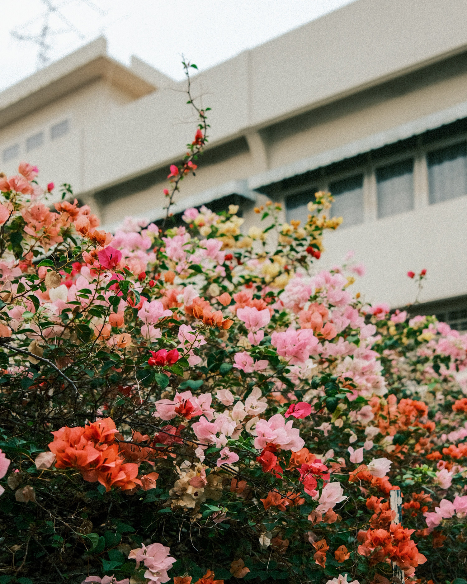 Strauch mit bunten Blüten, dahinter beiges Gebäude, aufgenommen von Michael Schulz mit der Fujifilm X100V in Thaiand.