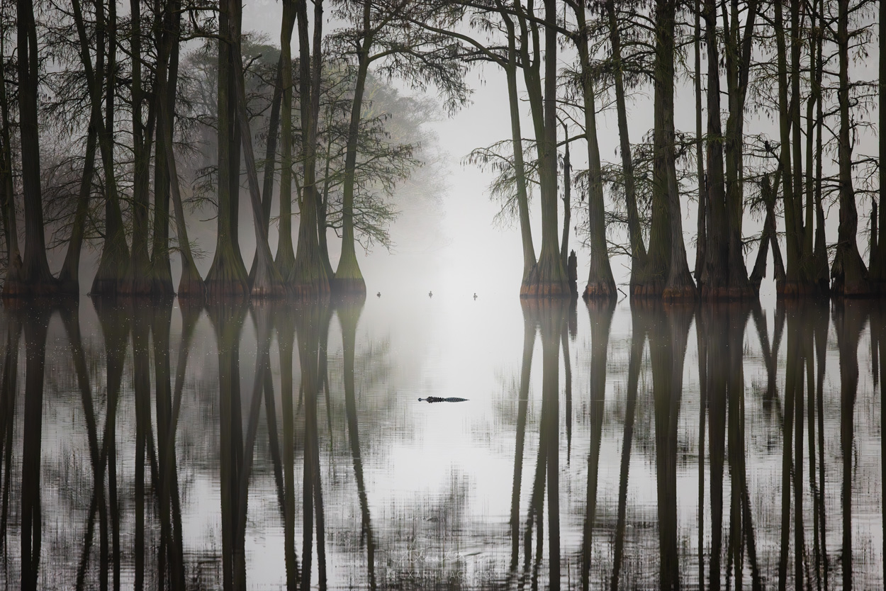 Tall trees cast shadows on a swampy body of water.