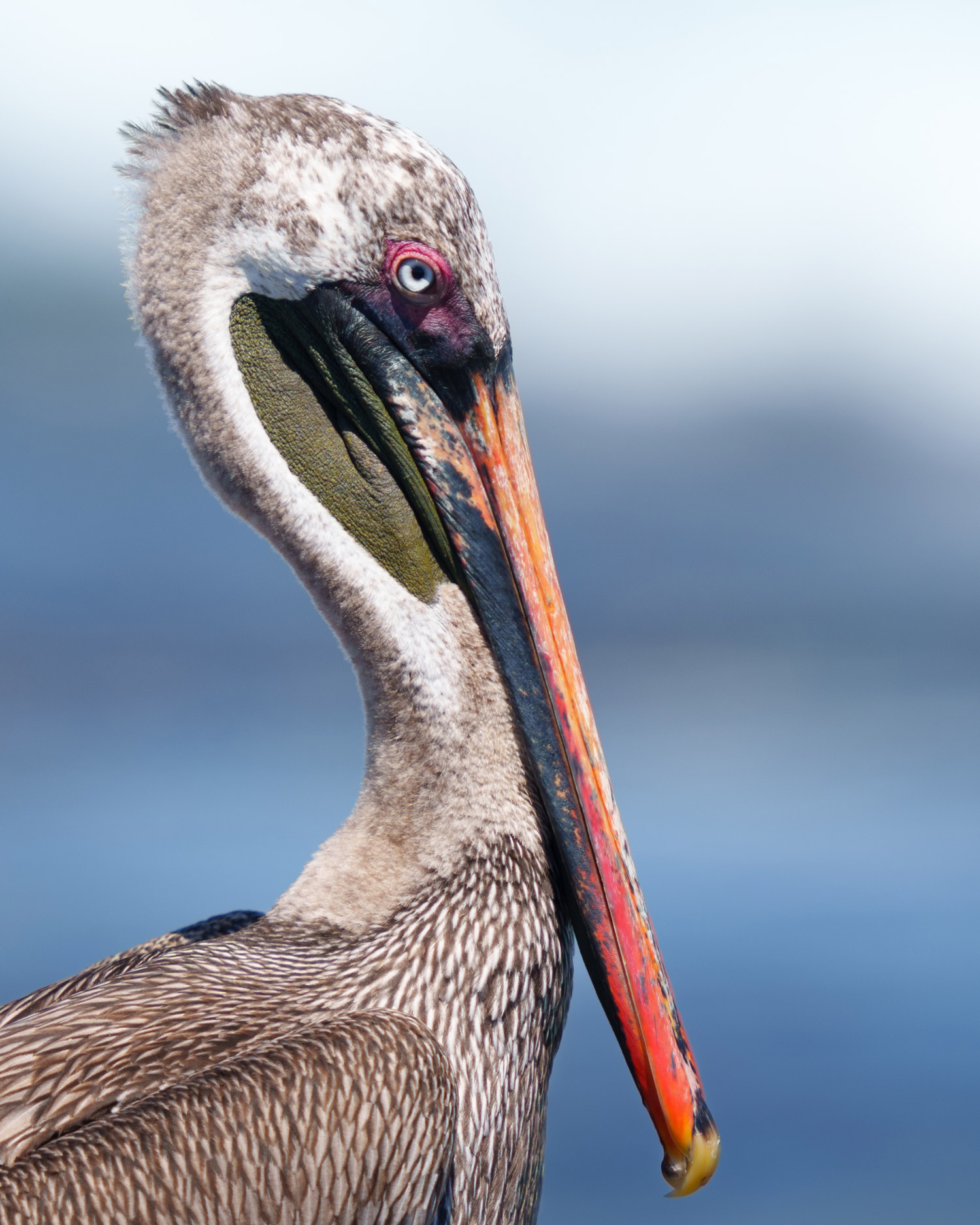 A brown pelican on The Galápagos Islands, shot by Mark Rowe on the Sony Alpha A1.