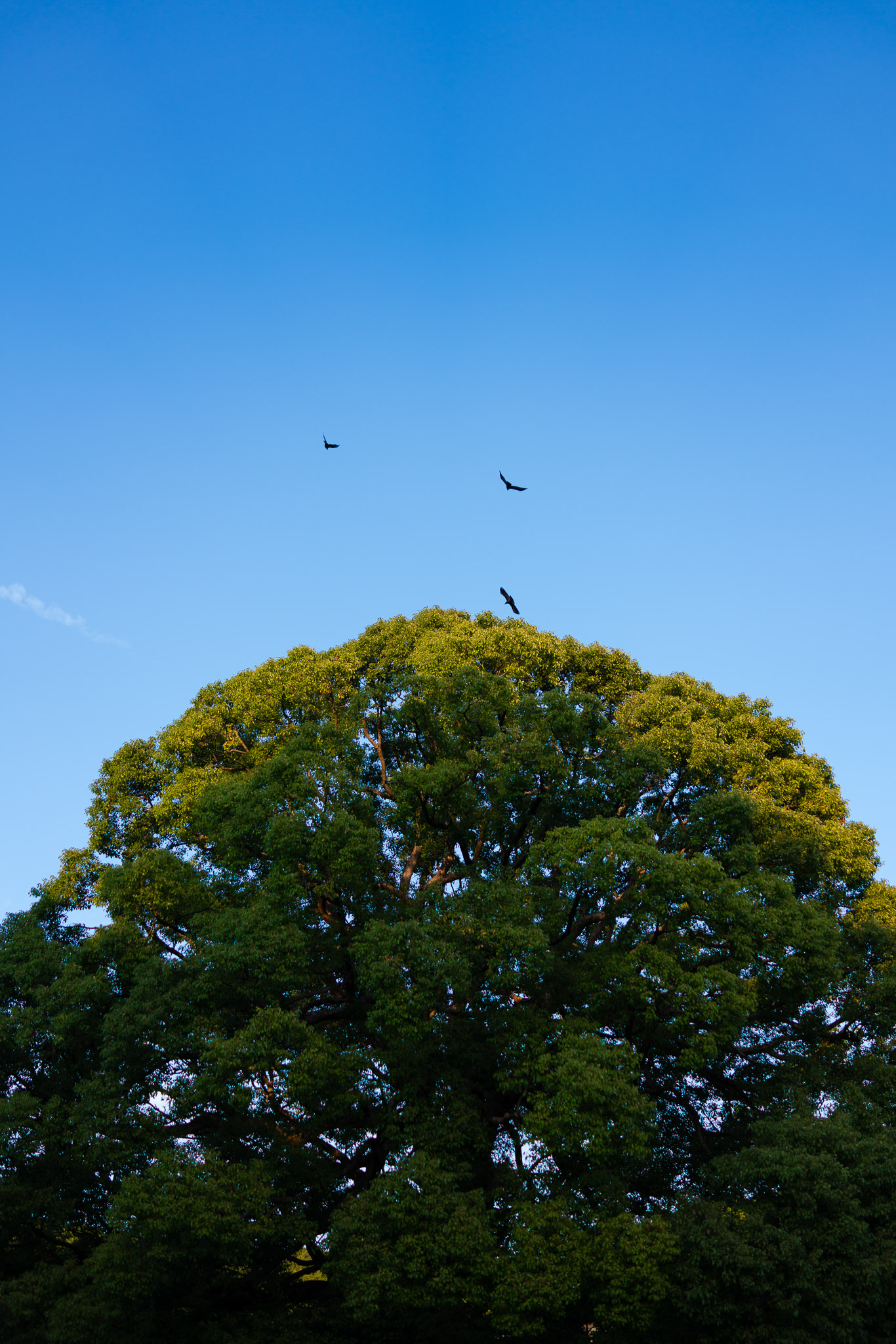 A serene image of a large, vibrant green tree set against a crisp blue sky, with birds gracefully flying above, showcasing the beauty of nature and open spaces. Photographed by Ruby Cruden with a Sony DSC-RX1 RM II.
