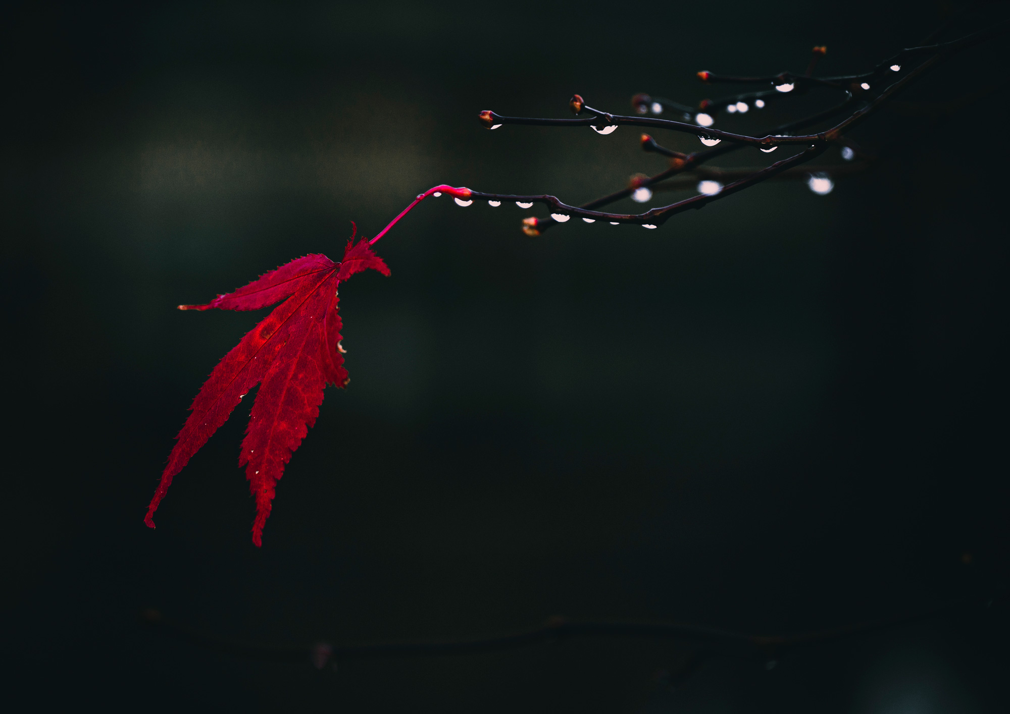 A red leaf, with ice droplets on the branch, shot by Scott Jessiman with a Nikon Z6 II