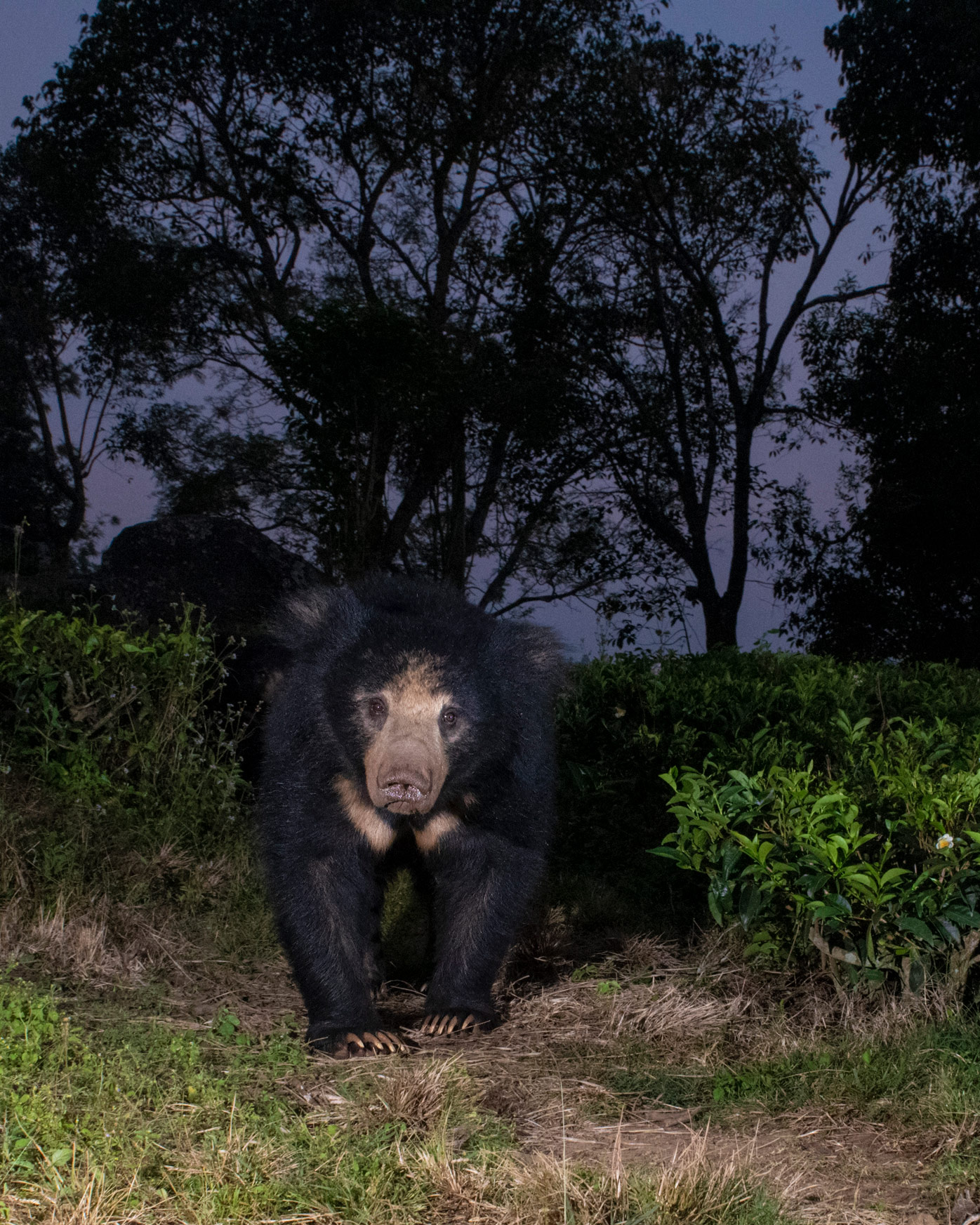 A mother sloth bear investigating DSLR camera trap in India