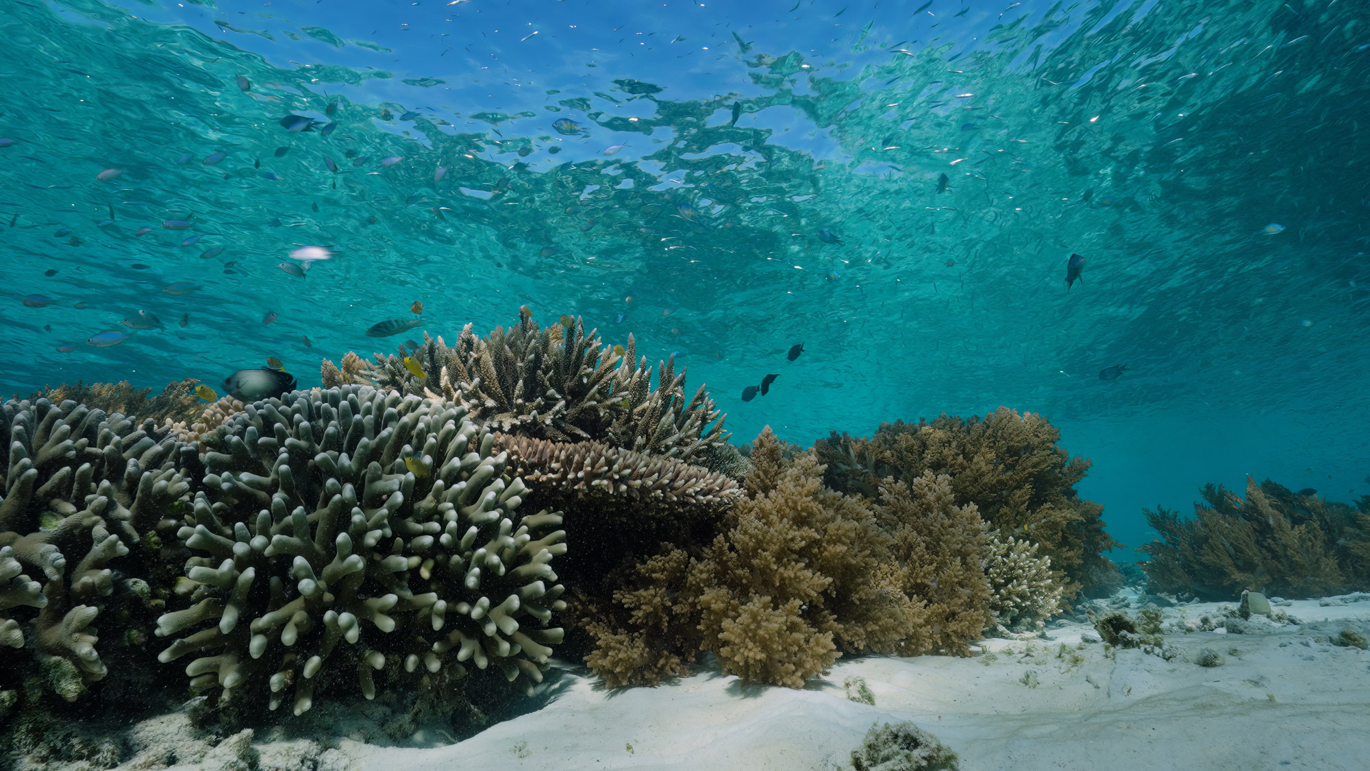 Kristallklares blaues Korallenriff bei Raja Ampat