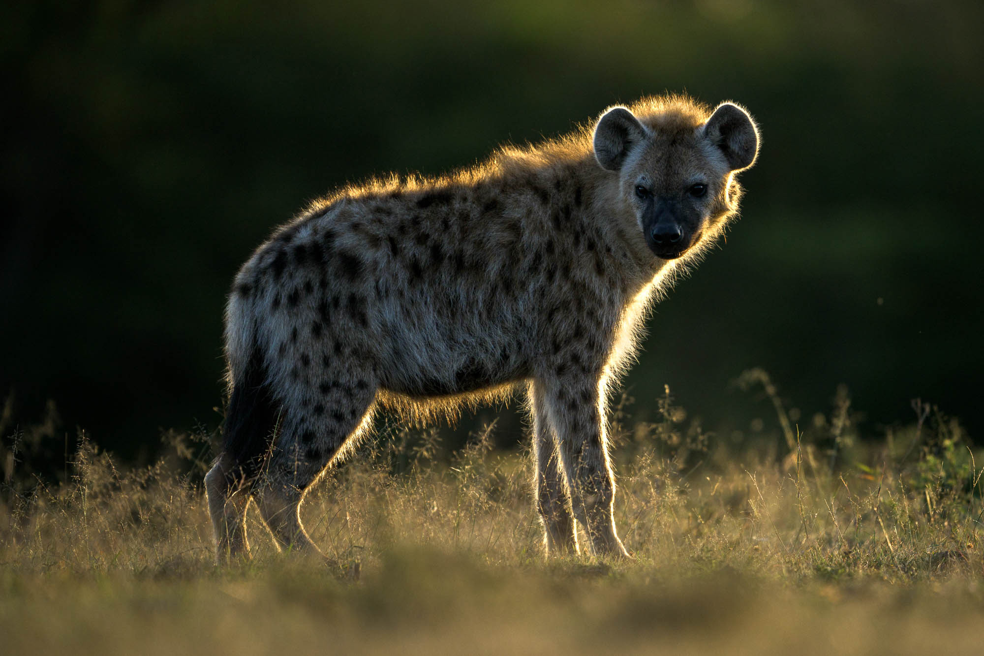 A hyena stand on standing on grass, shot by Richard Peters with the Nikon Z9.