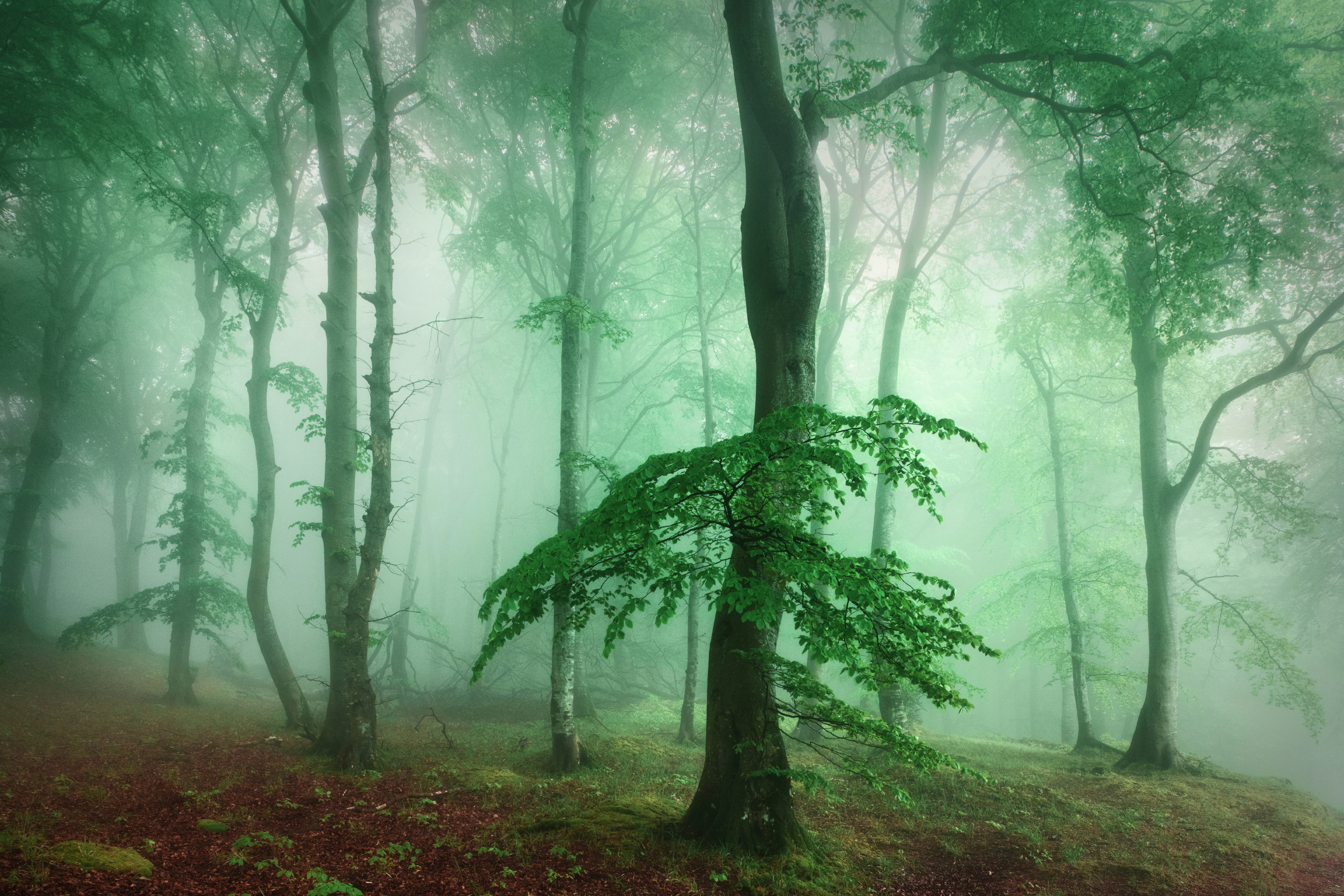 Nebelverhangenes Waldfoto in Jasmund auf der Insel Rügen, bei dem diffuses Licht durch die Kronen schlanker Bäume mit dichtem Blätterdach fällt. Der Blick führt in die Tiefe des Waldes und erzeugt eine beschauliche Szene mit klaren Linien und natürlichen Grün- und Brauntönen.