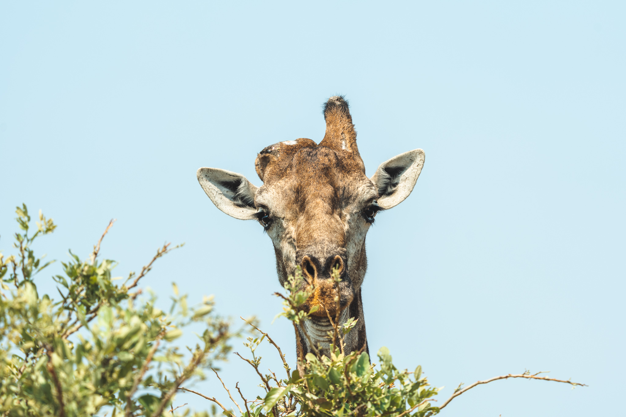 Giraffe kijkt over een boom heen, recht in de camera in het Kruger National Park