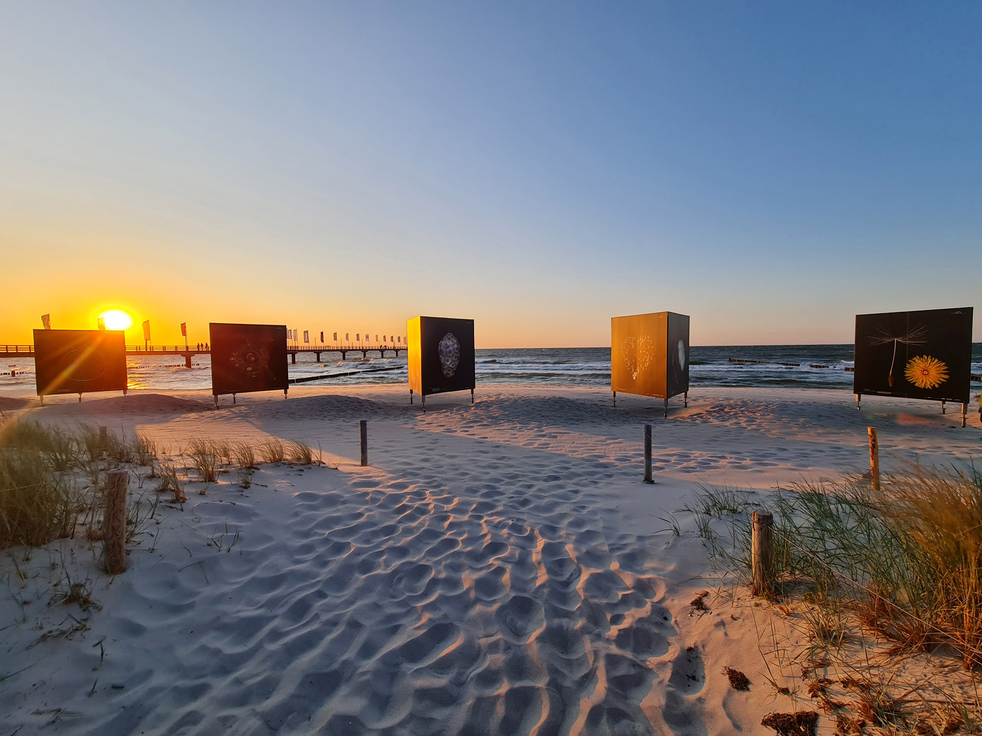 Ausstellung “Flora Obscura” am Strand in Zingst bei Sonnenuntergang 


