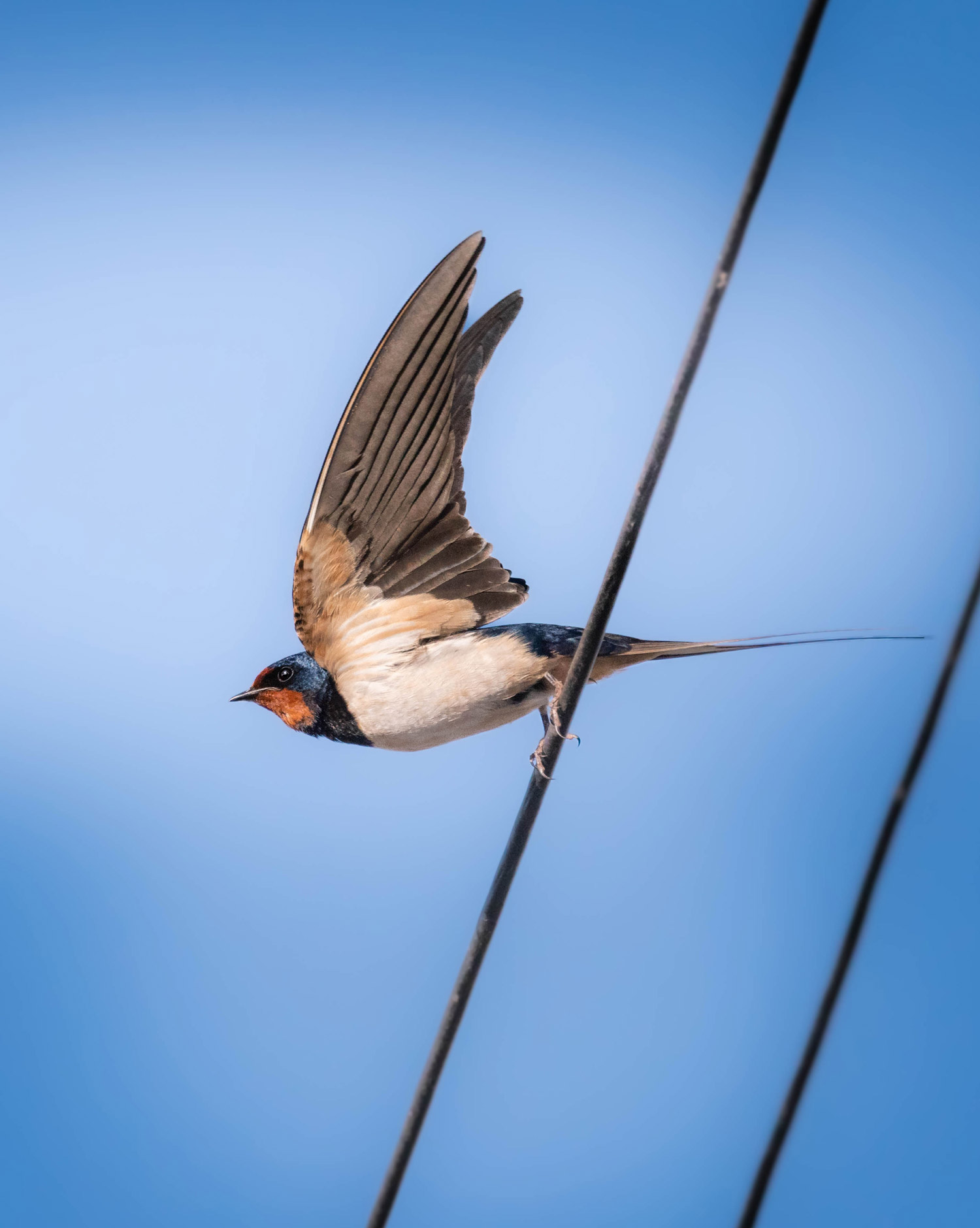 A swallow preparing to fly from a cable.