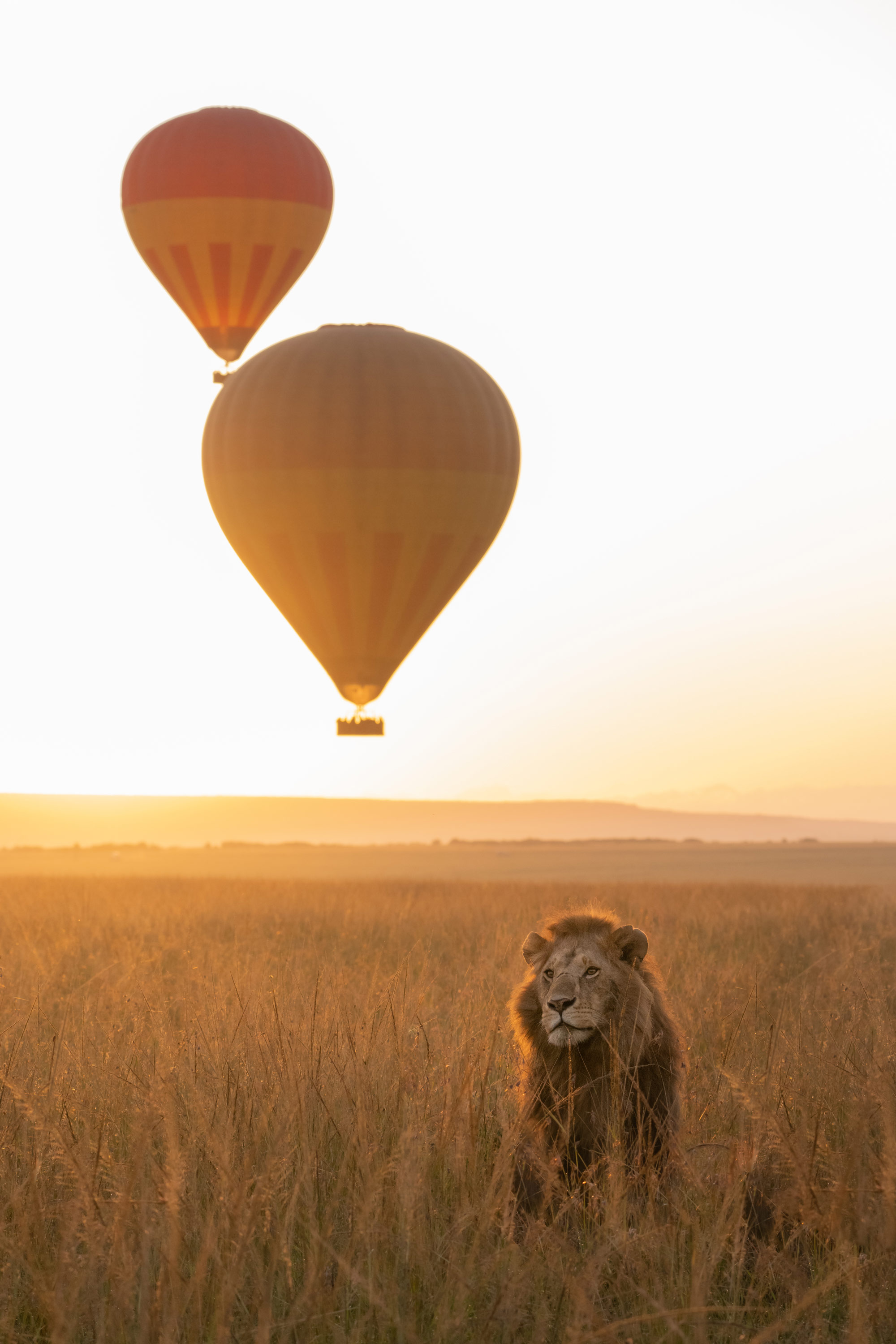 Een leeuw zittend in een veld met twee heteluchtballonnen in de lucht, gefotografeerd door Lara Jackson met een Nikon Z9 en Nikon Z 100-400mm f/4.5-5.6 VR S.