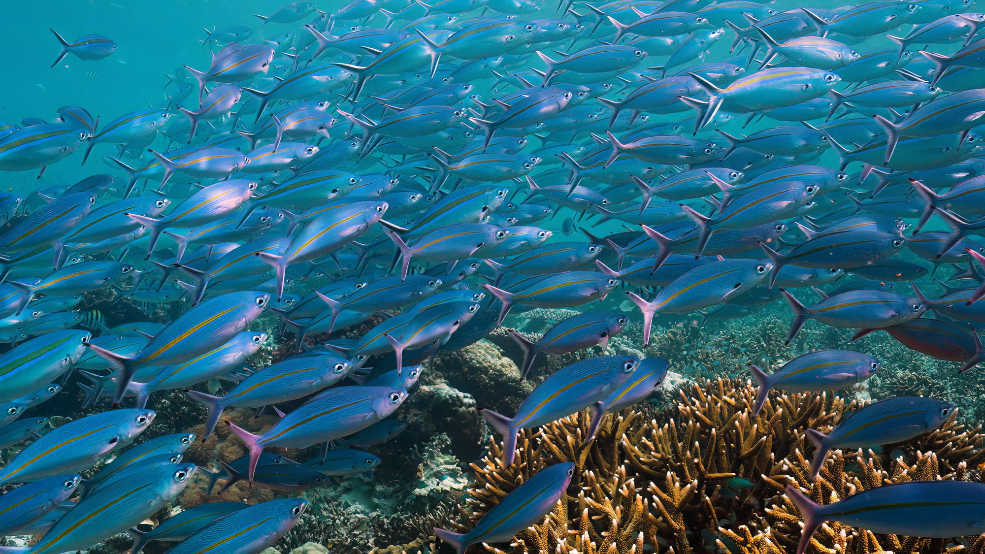 Un banc de poissons nageant devant un récif corallien près de Raja Ampat, photographié par Elise Gibbins avec le Sony PXW-FX3.