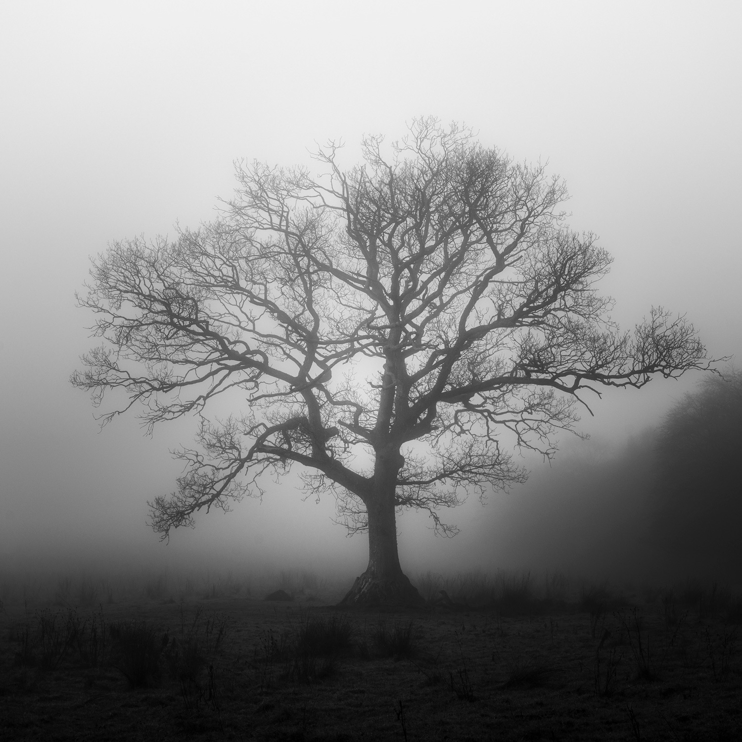 A silhouette of a tree, with fog in the background, shot by Scott Jessiman with a Nikon Z6 II