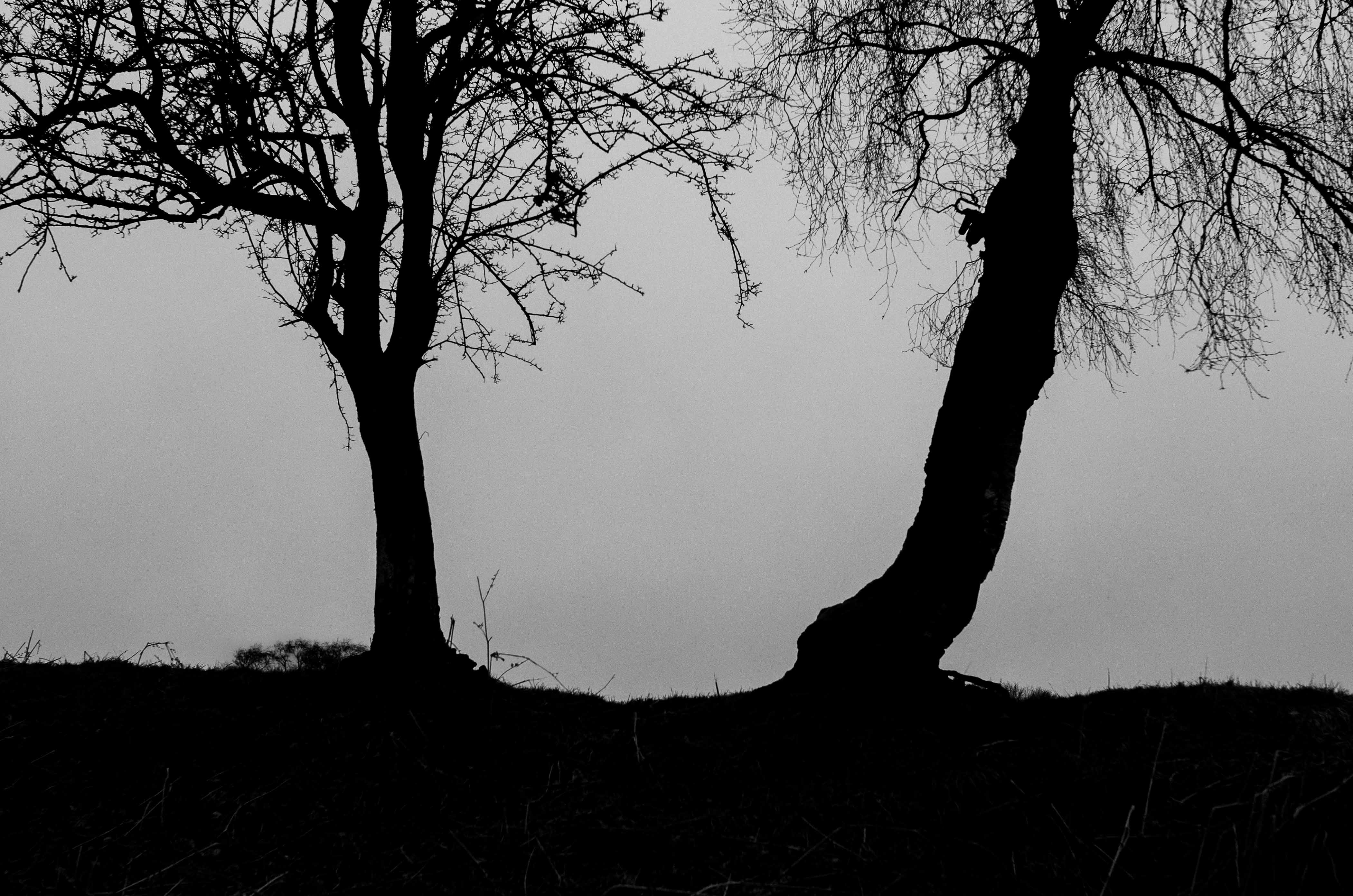 Two trees in black and white silhouetted