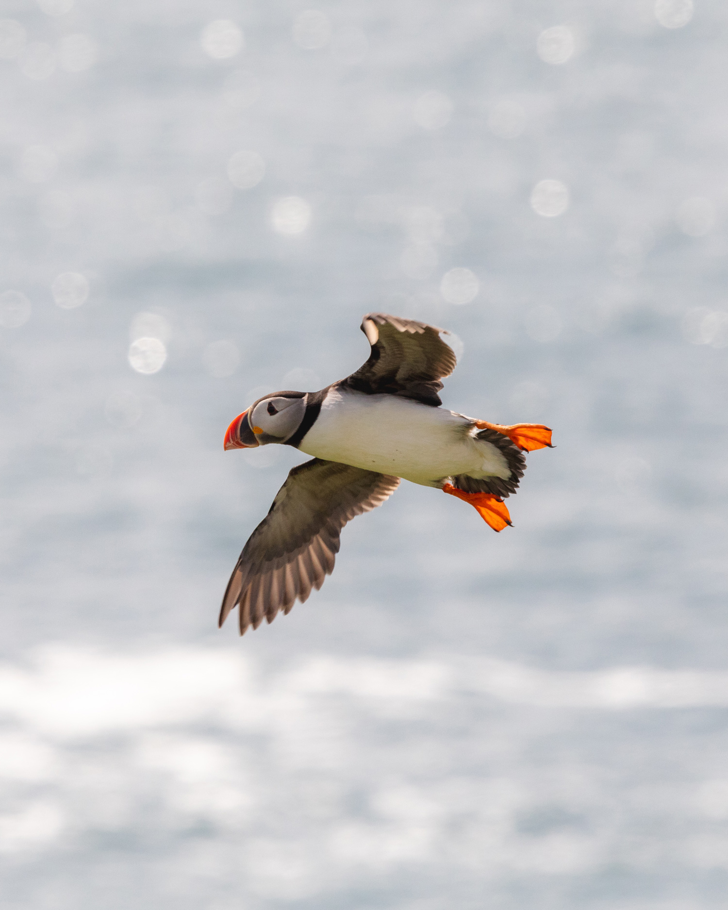 Een vliegende papegaaiduiker met de zee op de achtergrond, gefotografeerd op Skomer Island door Brock Jeffrey met de Canon EOS 5D Mark IV.