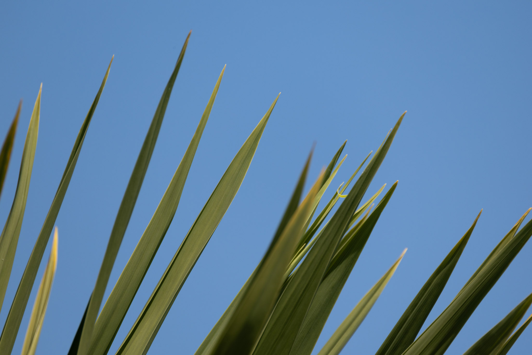 Des feuilles vertes nettes sur un ciel bleu éclatant. Photographié en Écosse par Amy Moore avec le Canon EOS R5 Mark II.

