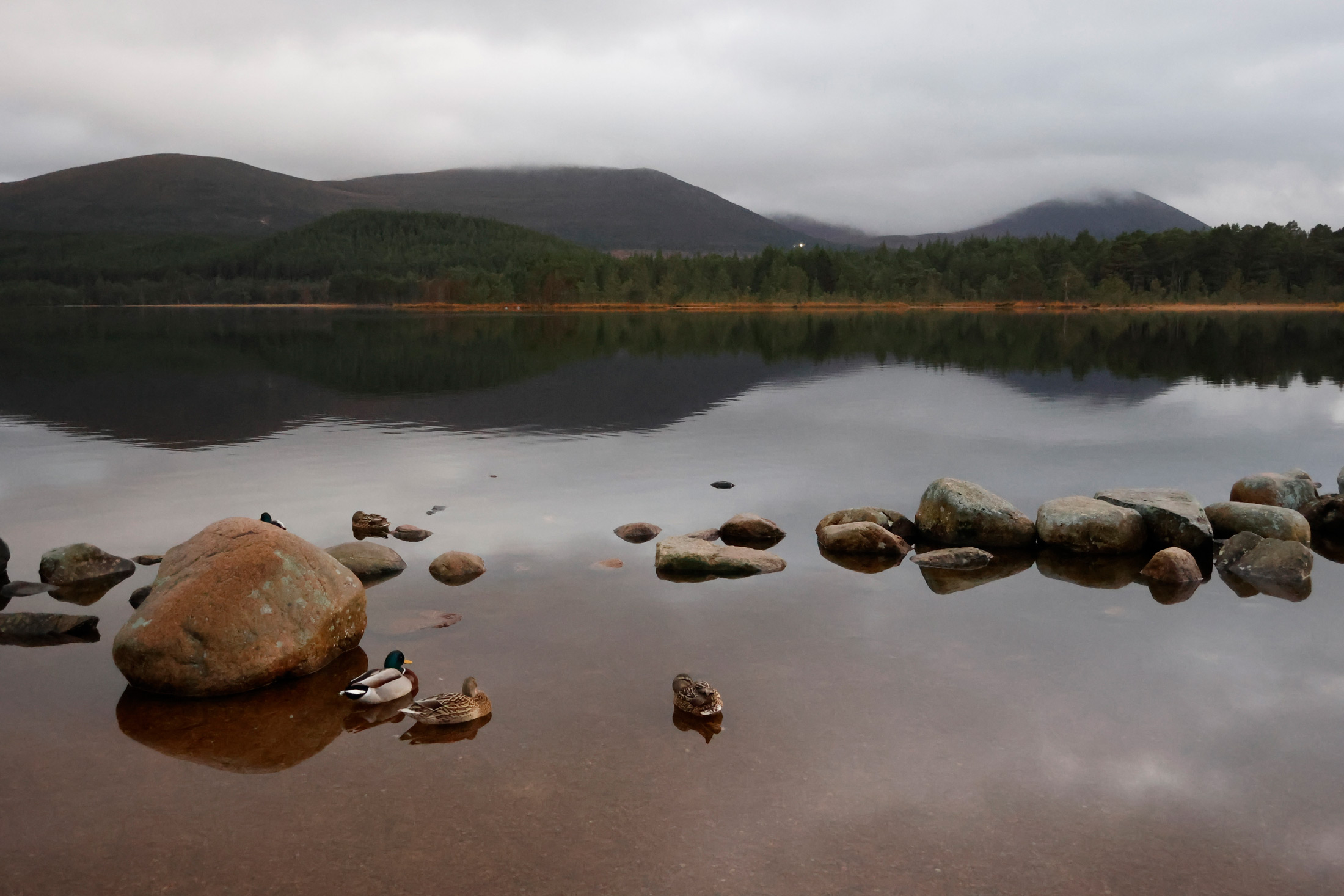 Immagine di anatre in uno stagno in Scozia con rocce, scattata da Kristi Townsend con Canon PowerShot V1.