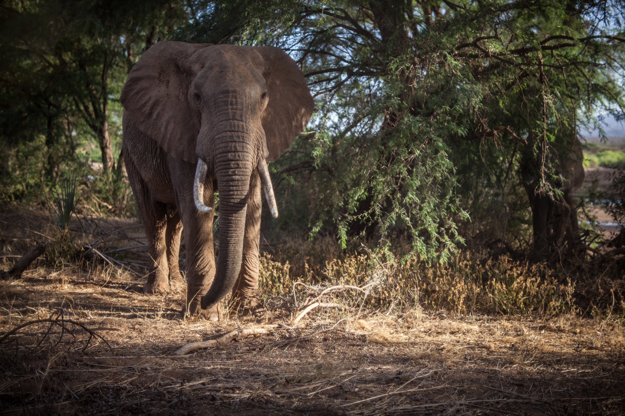 A wide shot of an African bush elephant walking around during the daytime.