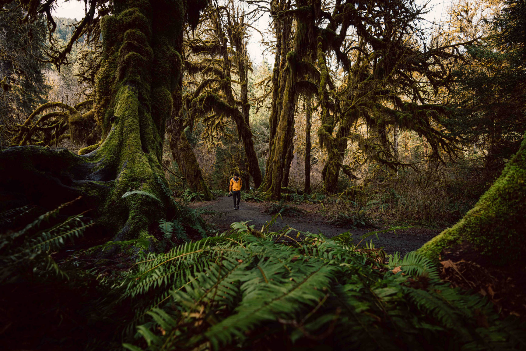 Person in yellow jacket walking through trees and rainforest in Olympic National Park in Washington State