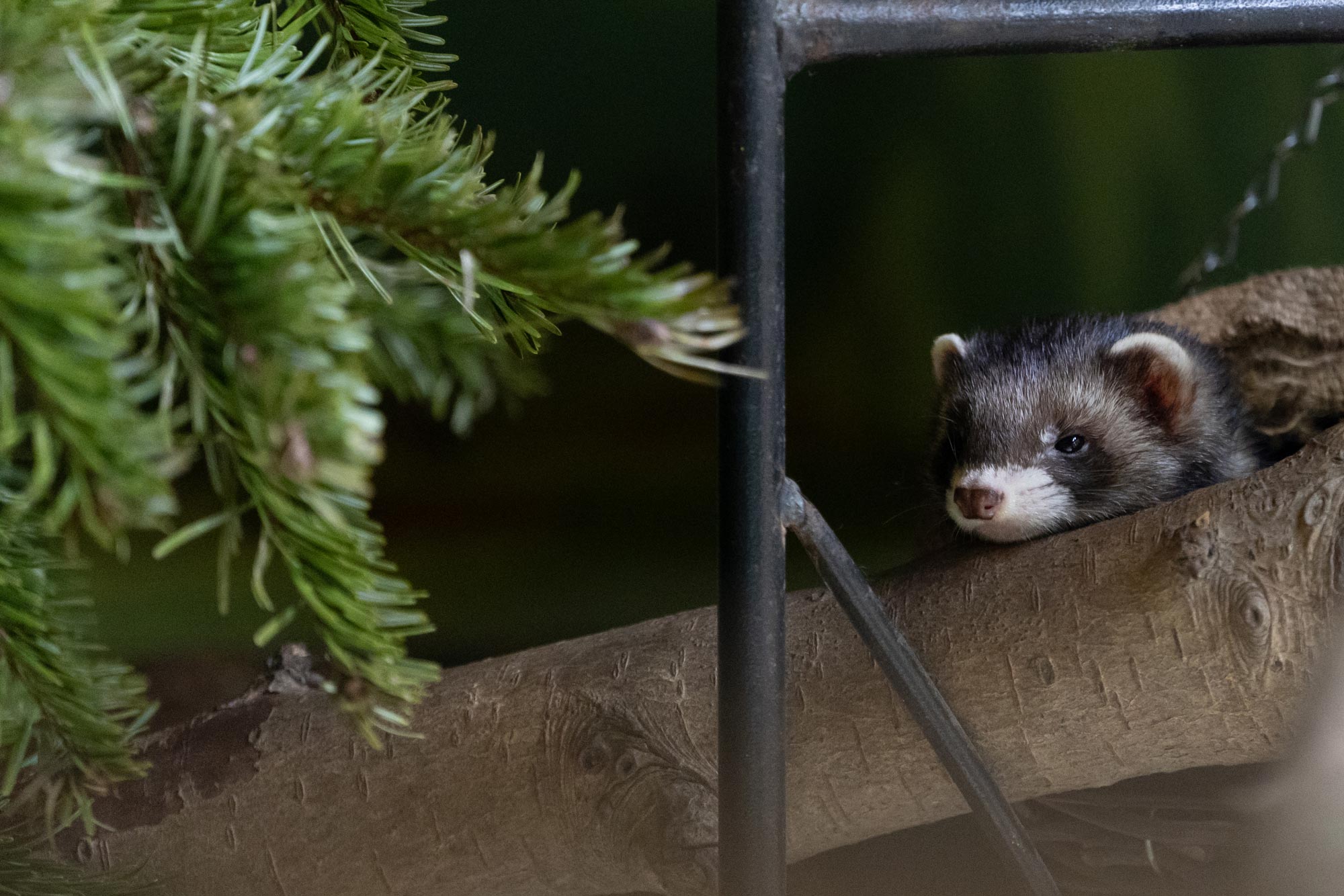 A ferret looks dozy, resting on a wooden branch. A black railing can be seen in the foreground, with a pine tree entering the left of the frame.