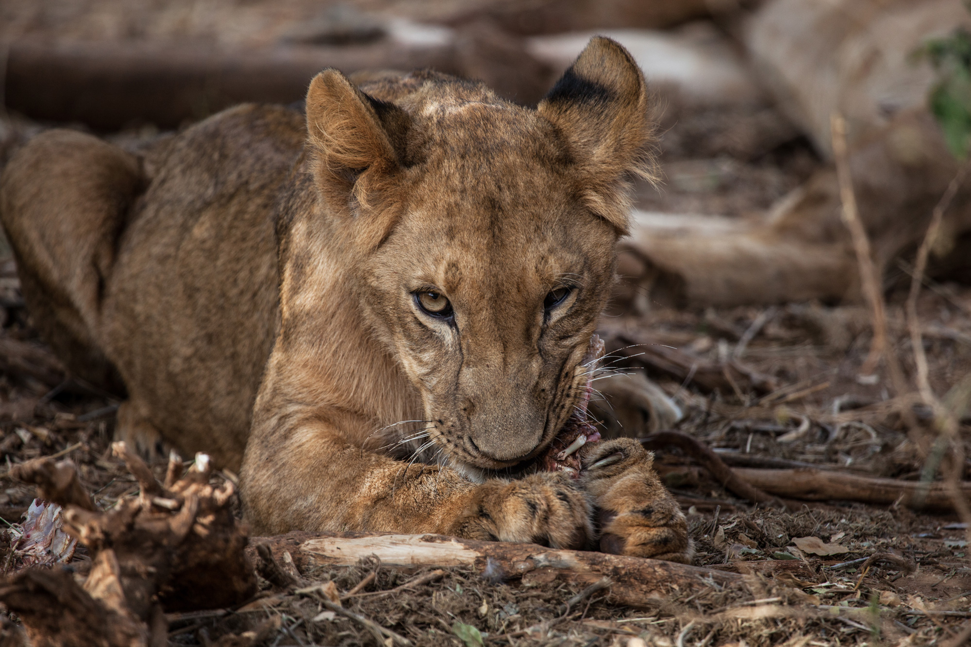 Asiatic Lion gnawing on some meat