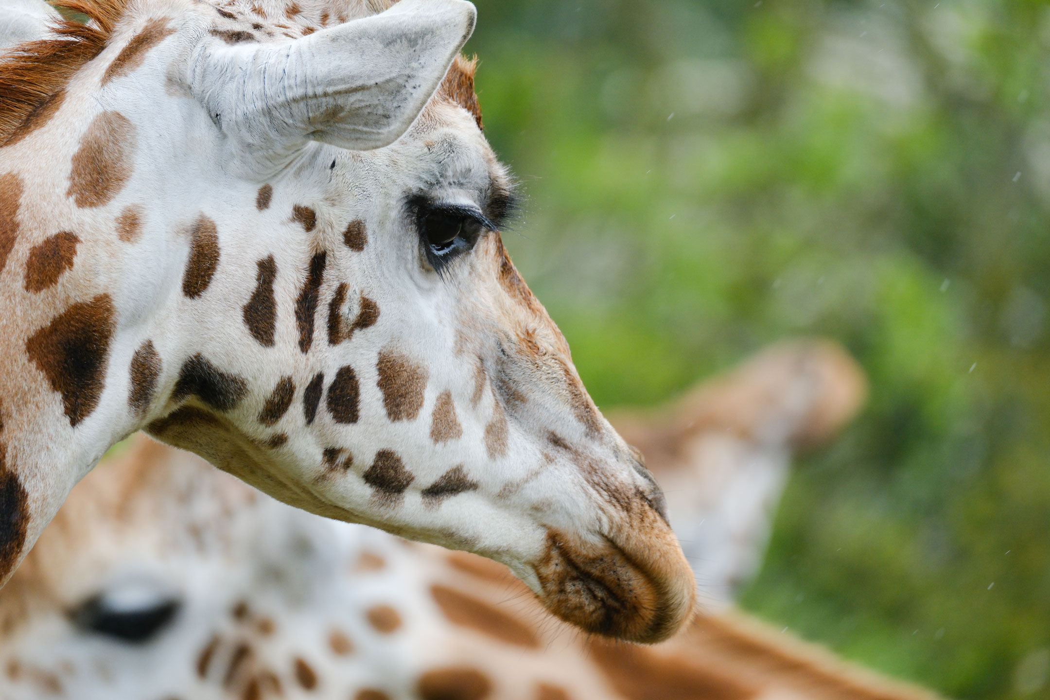 A close-up of a Giraffe’s face, looking side-eye at the camera, by Amy Moore with a Fujifilm X-T50 and telephoto zoom lens 