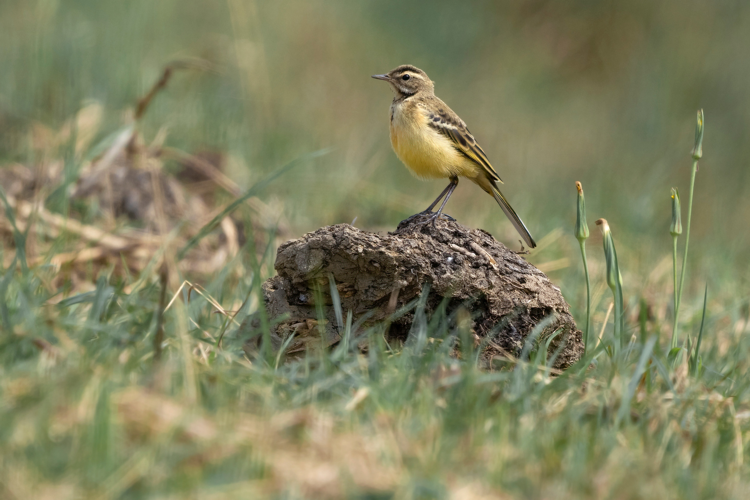 Western Yellow Wagtail on a rock in nature, cropped