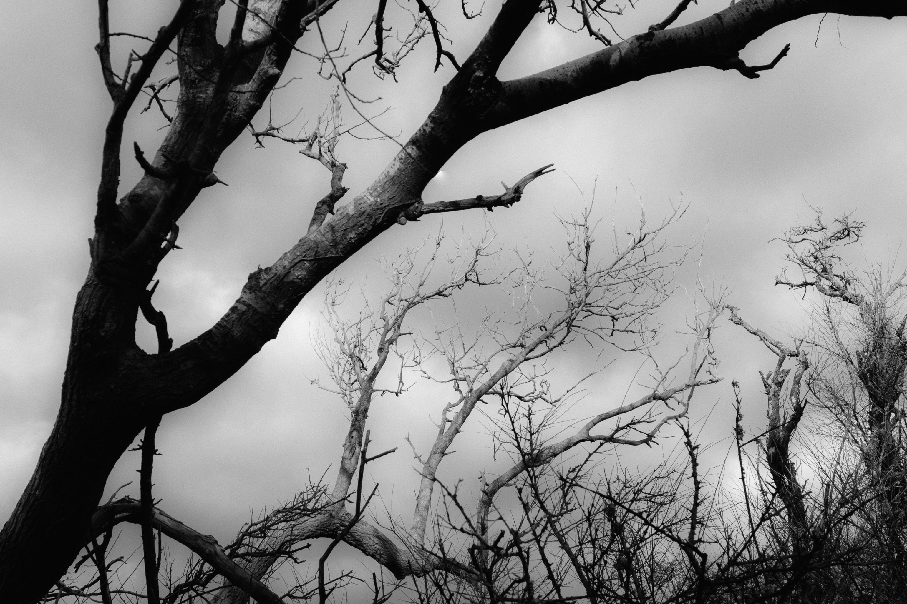 Schwarz-Weiß-Foto von kahlen Bäumen unter bedecktem Himmel. Aufgenommen mit einer Ricoh GR IV.