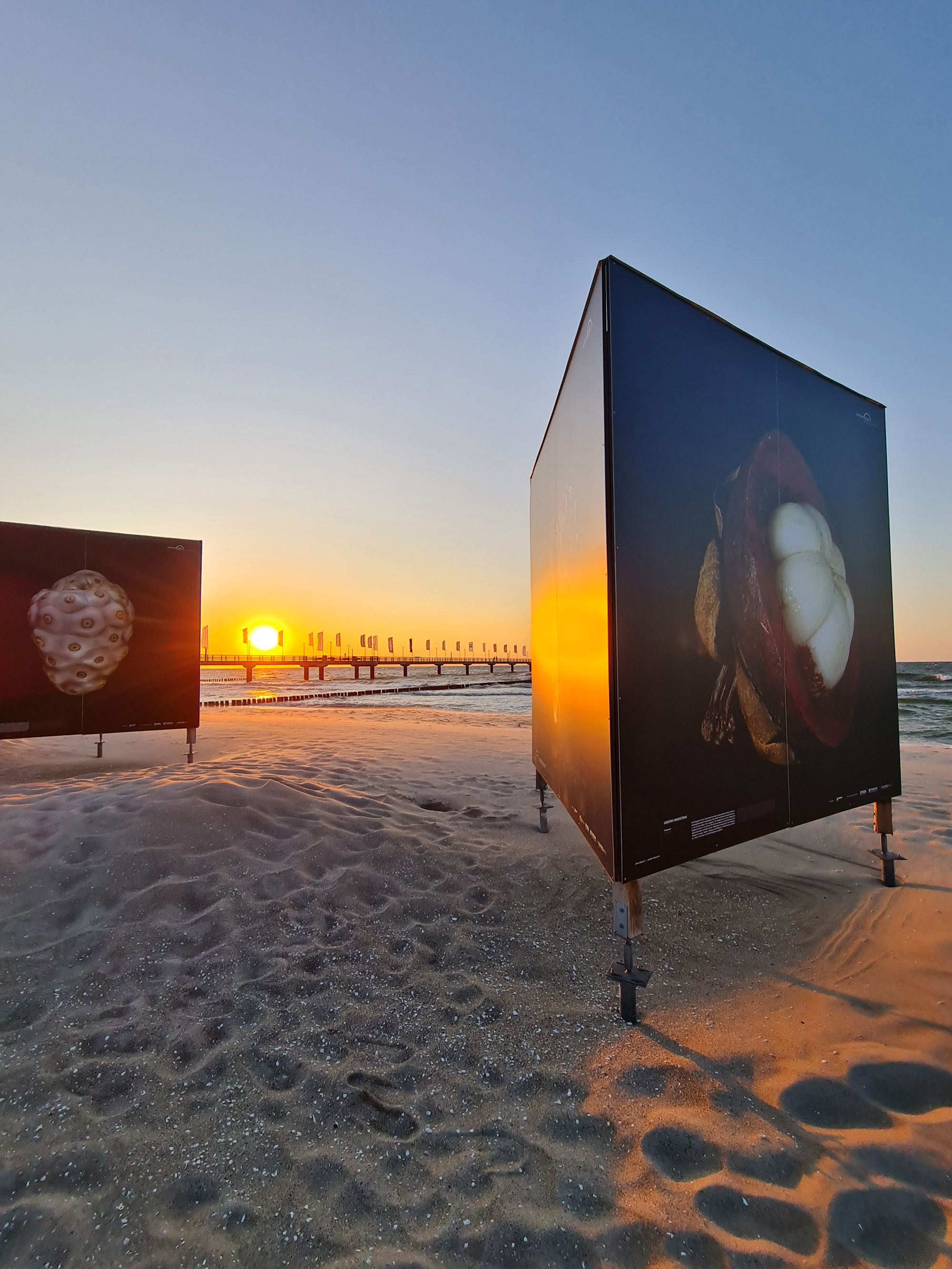 Ausstellung “Flora Obscura” am Strand in Zingst bei Sonnenuntergang

