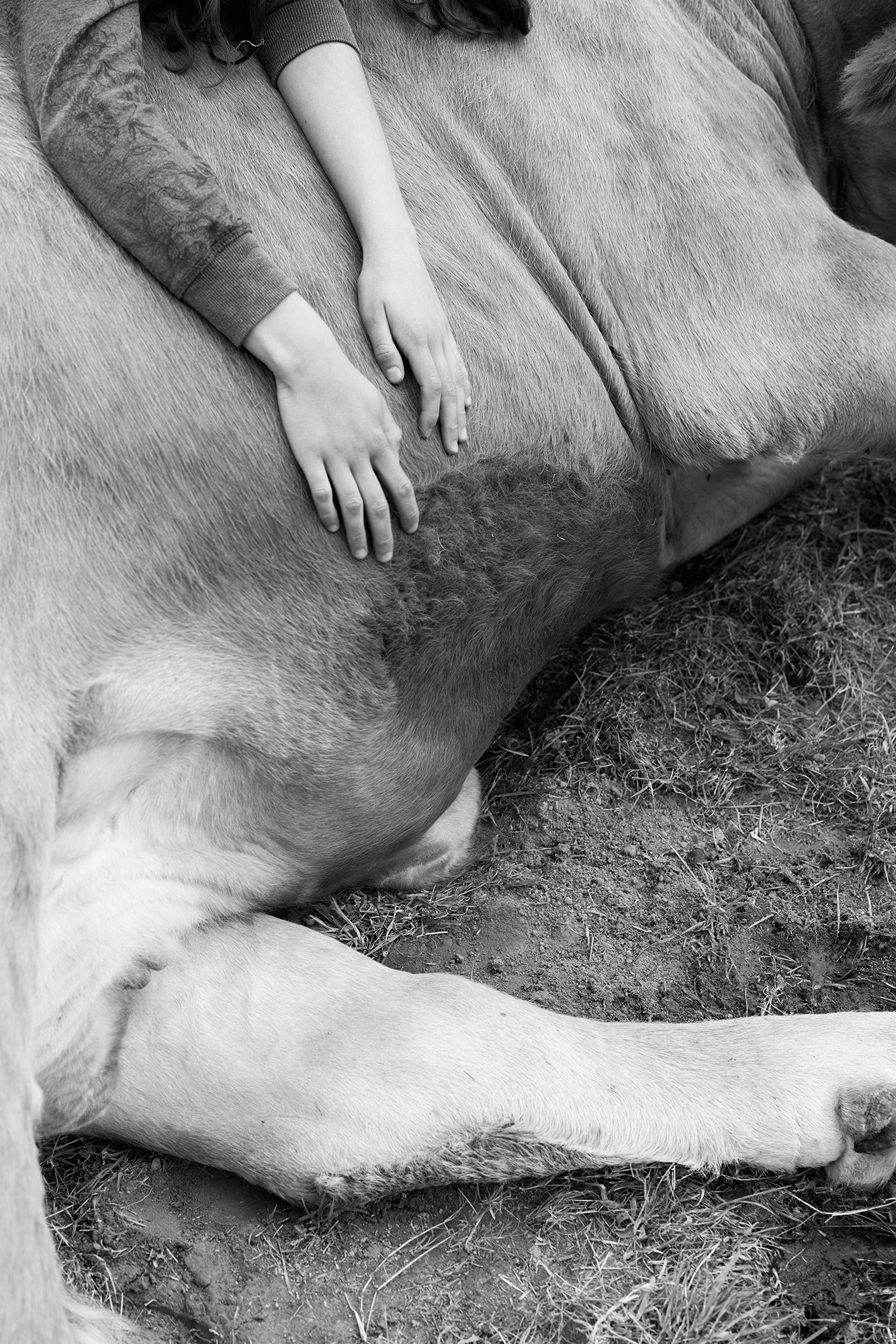 Emotionales Schwarz-Weiß-Foto, das zeigt zwei menschliche Hände zeigt, die sanft auf dem Bauch einer ruhenden Kuh liegen. Die Nahaufnahme betont die Struktur und Wärme des Fells sowie die weiche Berührung der Hände, wodurch eine tiefe Verbundenheit zwischen Mensch und Tier vermittelt wird.