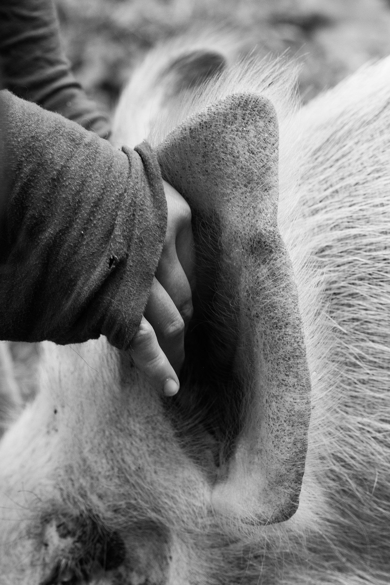 Schwarz-Weiß-Foto einer menschlichen Hand, die sanft das Ohr eines Schweines berührt. Die Nahaufnahme hebt die Texturen des Fells, der Haut und der Kleidung hervor, wodurch eine intime Verbindung zwischen Mensch und Tier spürbar wird.