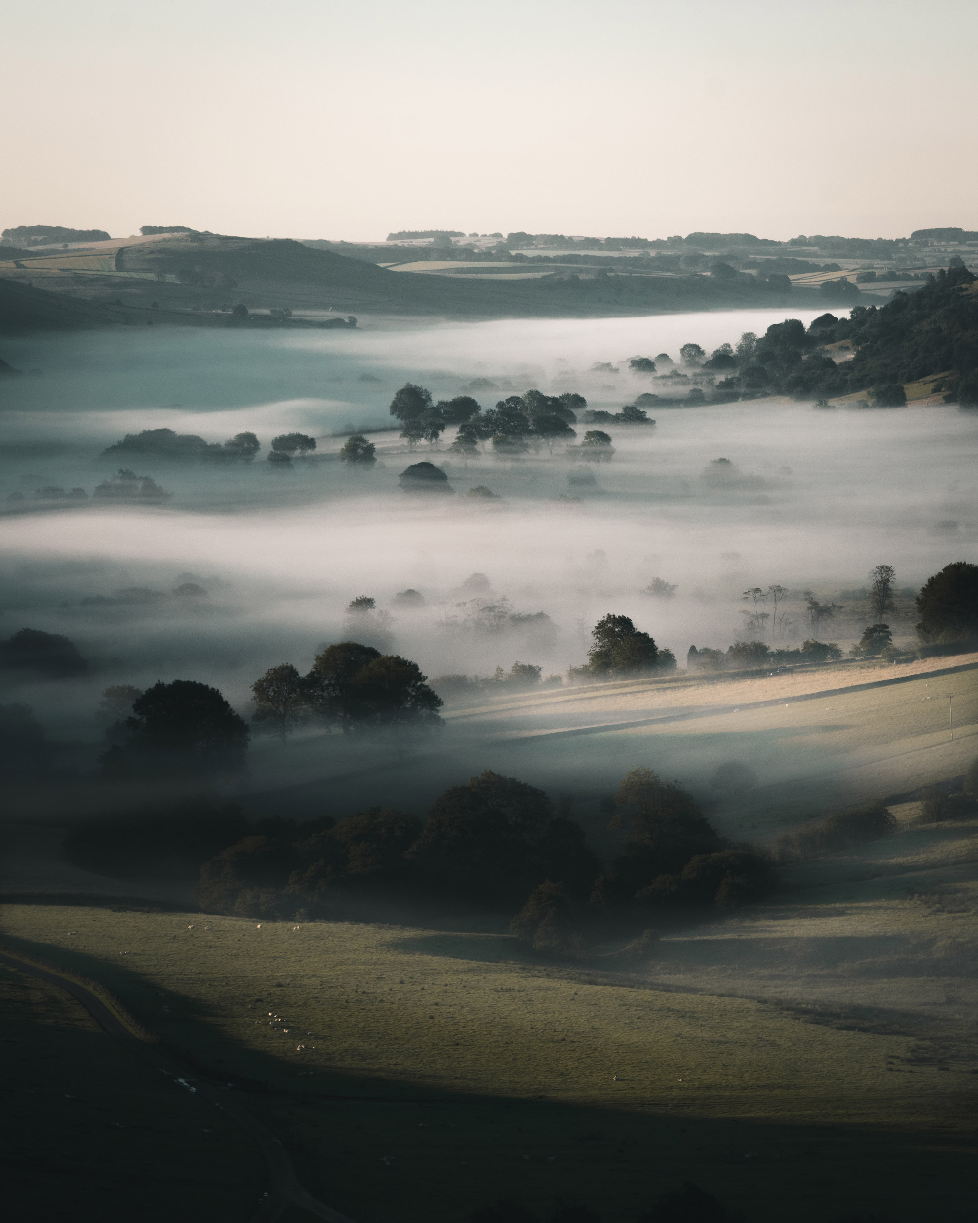 A misty landscape with trees appearing through the mist and sheep illuminated by sunlight in the front of the frame, shot by Jordan Lancaster-Graham with a Sony A7R III