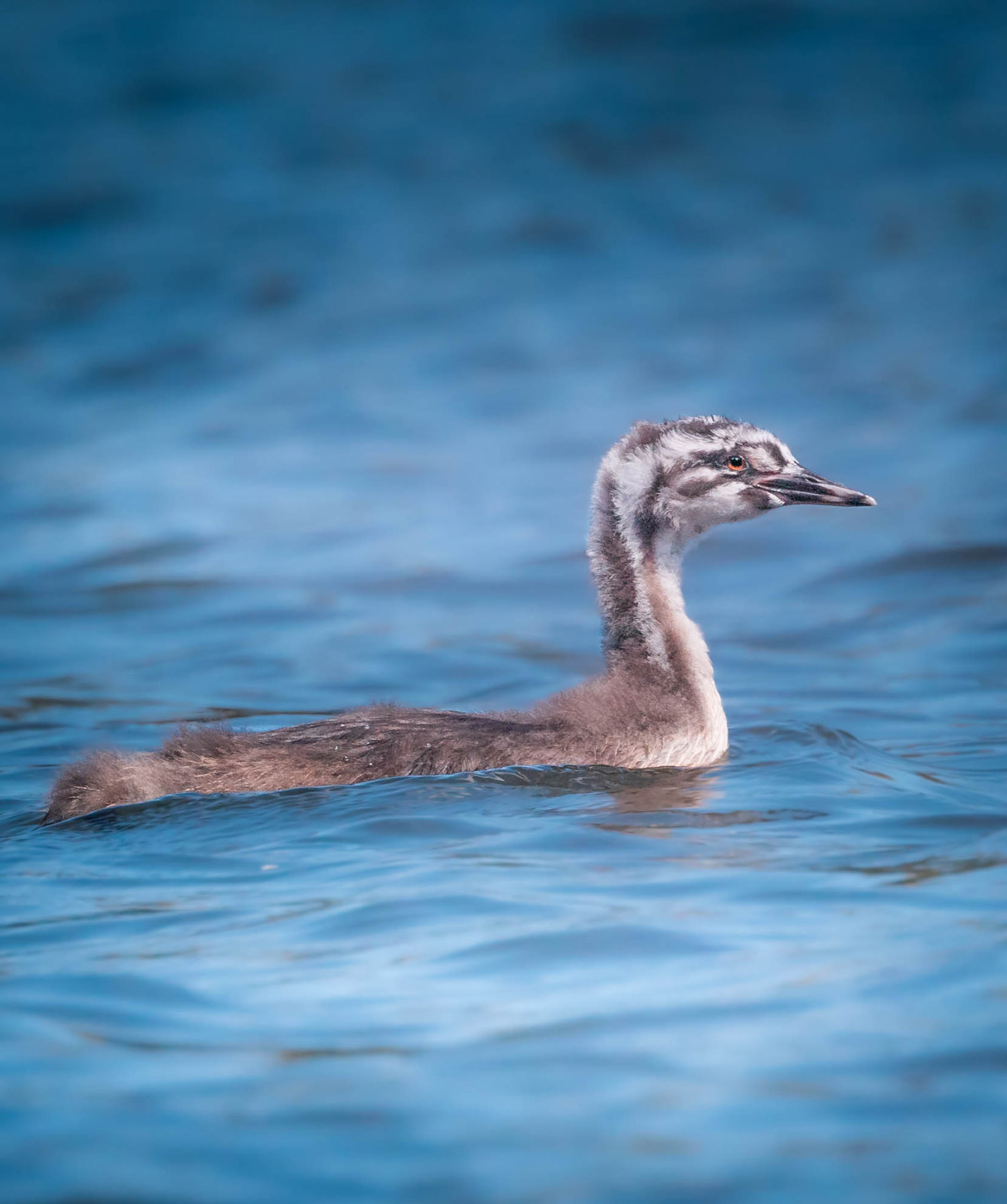 A great crested grebe chick floating on water.
