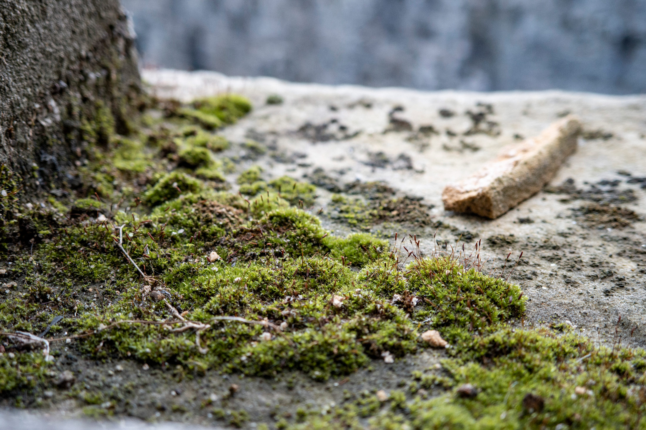 Close-up shot of moss growing on a ledge of Blackness Castle in Scotland, taken on a Canon PowerShot V1 by Kristi Townsend.