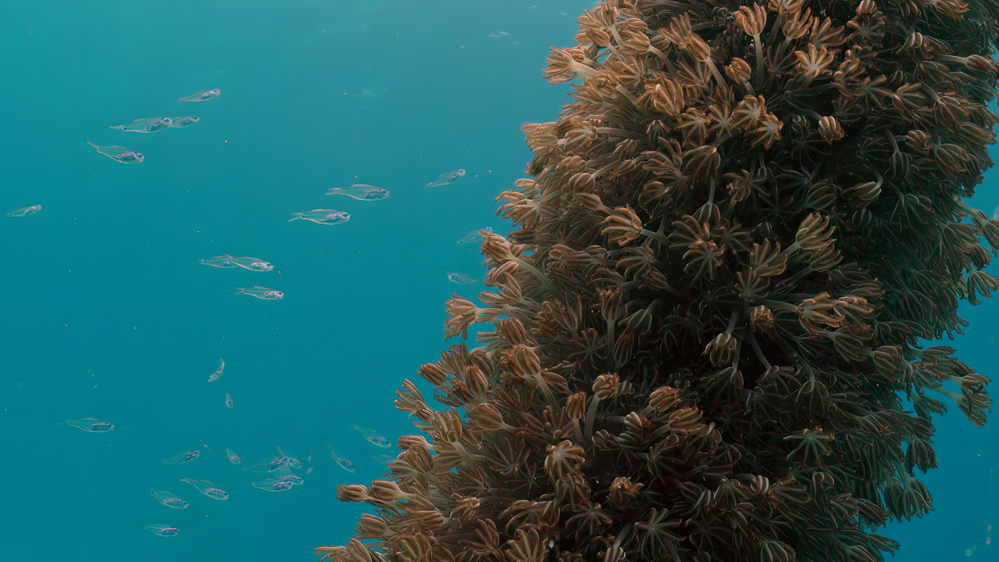 Eine Säule im Meer, an der Korallen befestigt sind, während im Hintergrund Fische um sie herumschwimmen