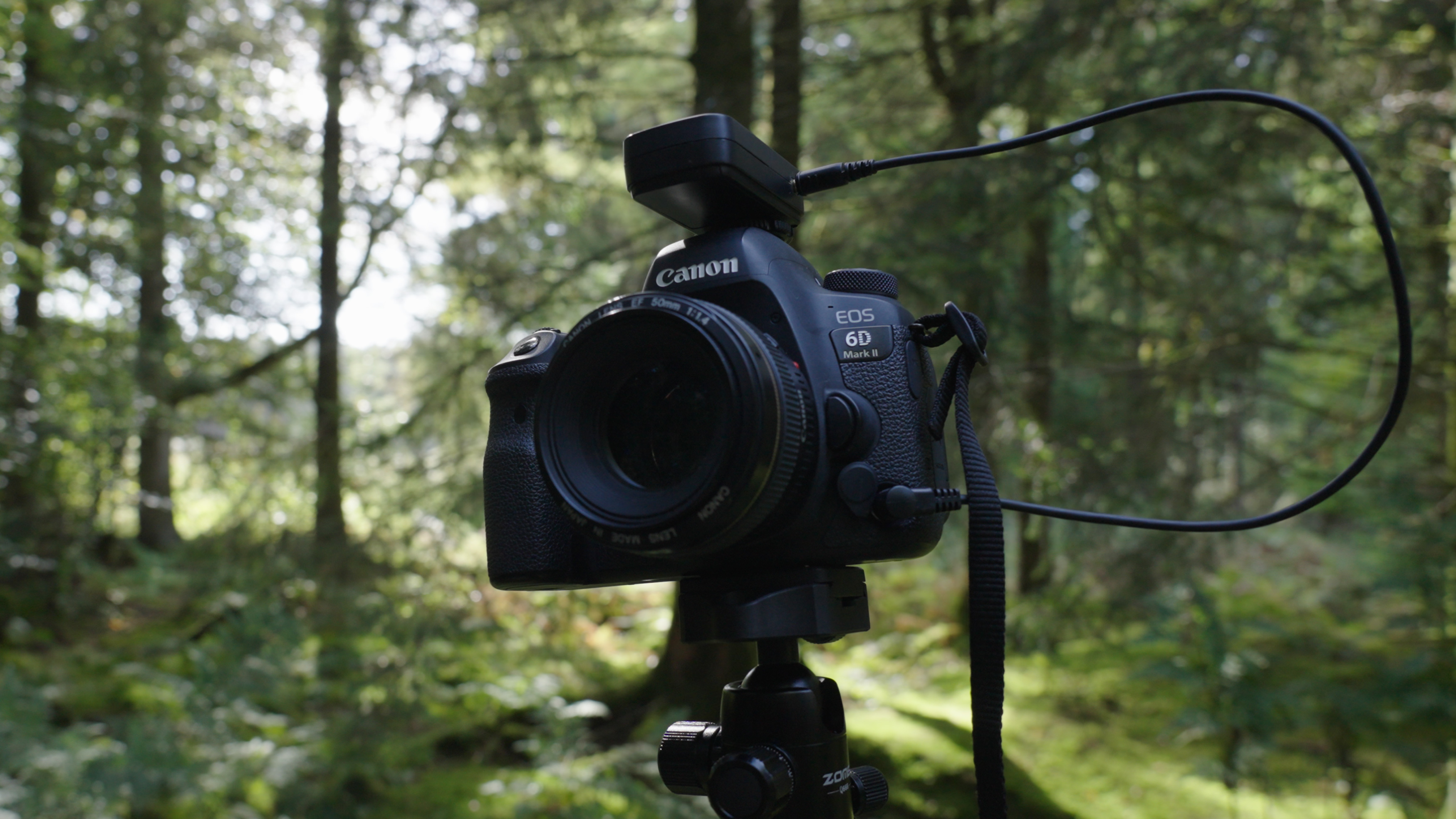 Tweedehands Canon EOS 6D Mark II op statief in het bos