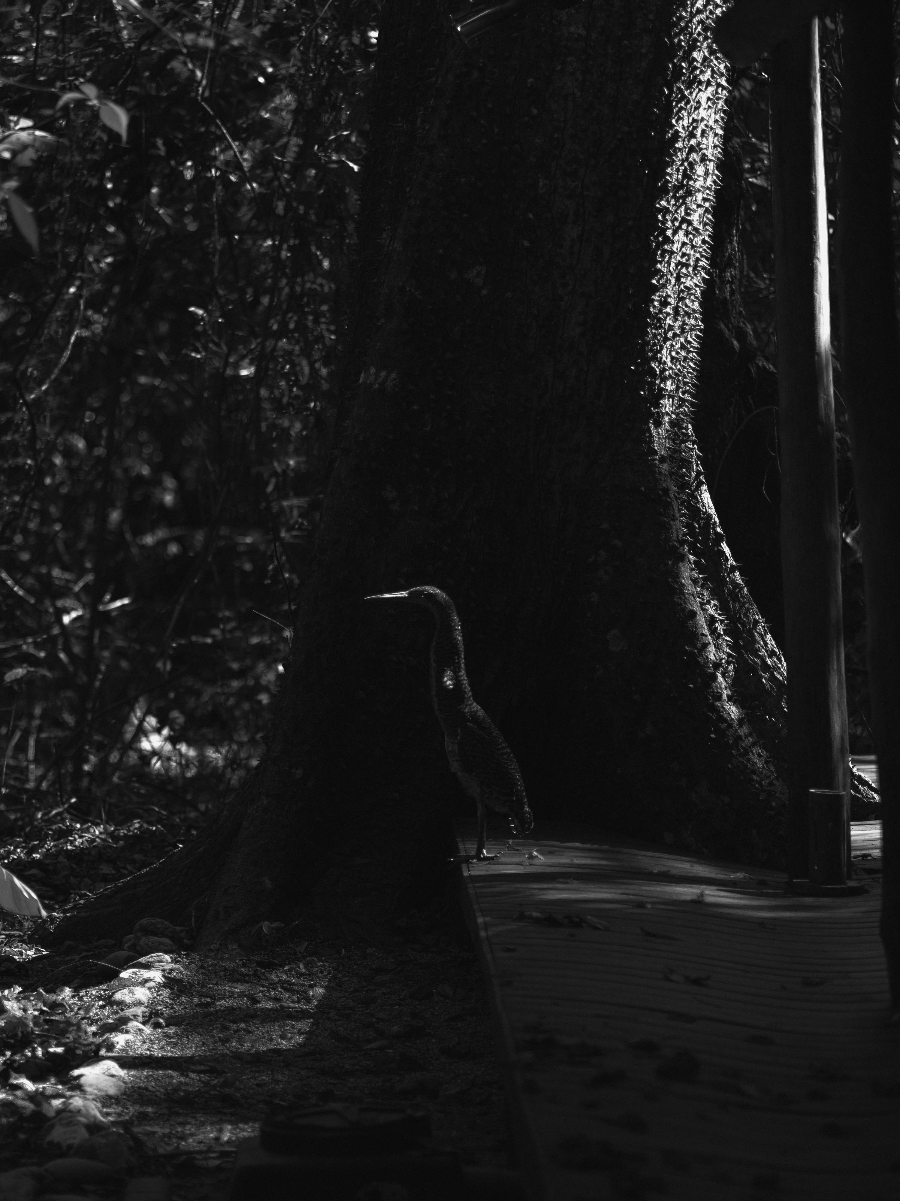 Héron près d'un arbre en noir et blanc, pris par Ian Howorth avec un appareil photo moyen format Hasselblad X1D II